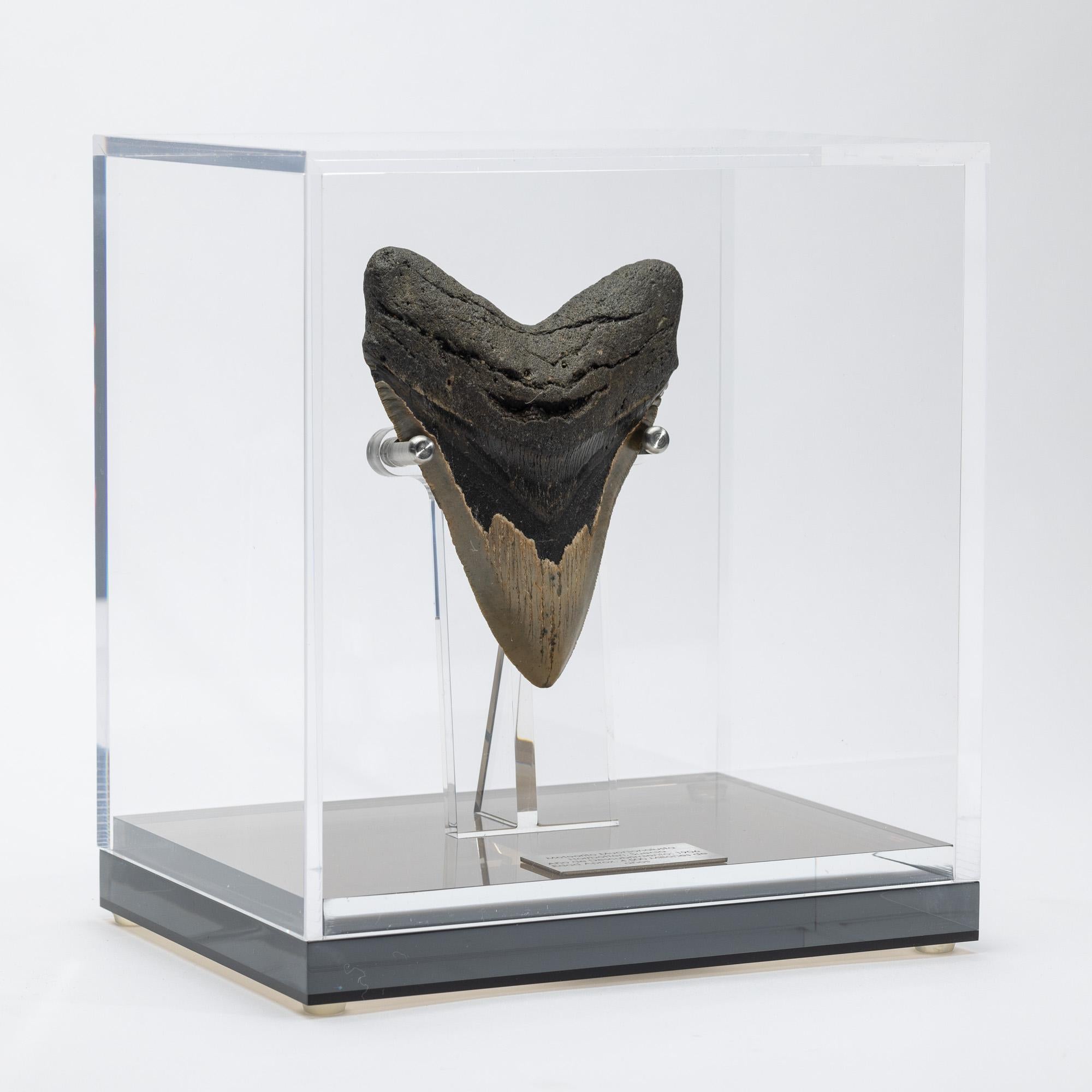 Mexican Fossil Megalodon 