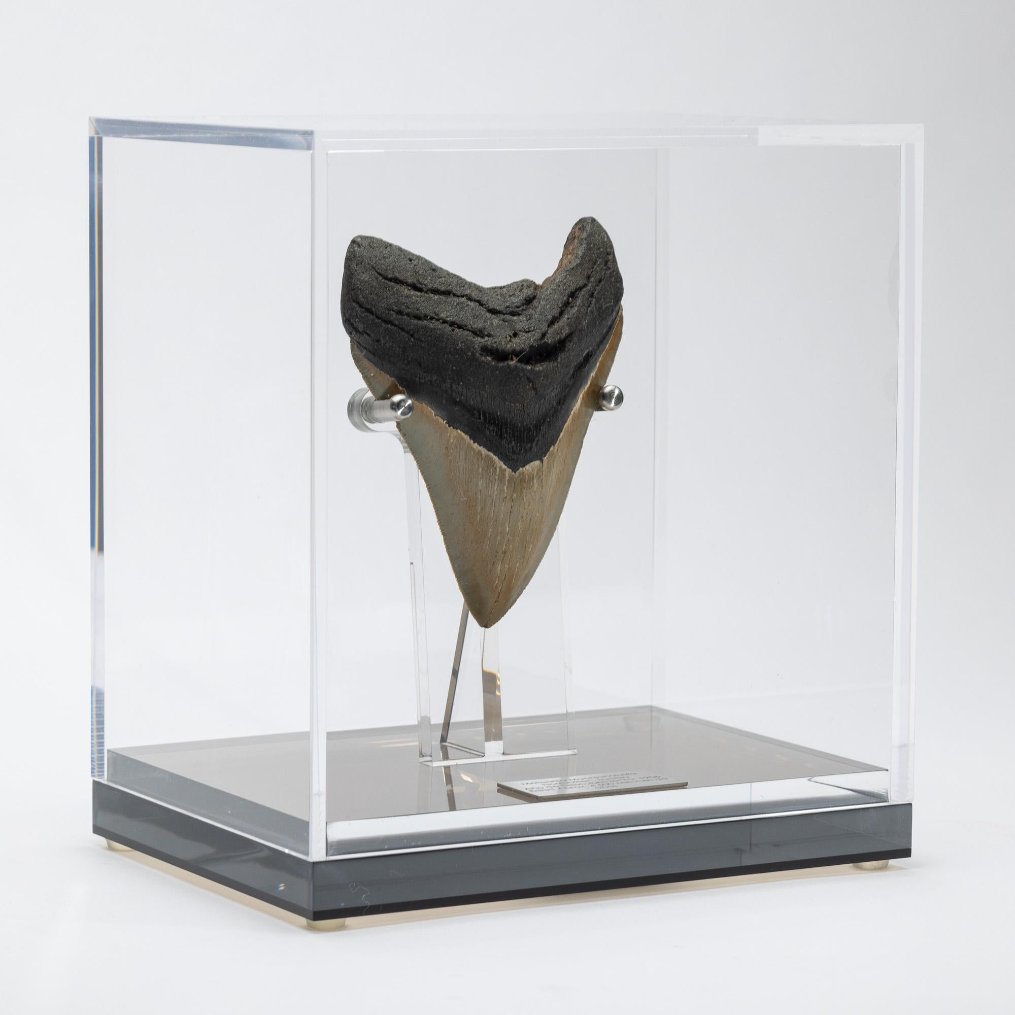 Mexican Fossil Megalodon 