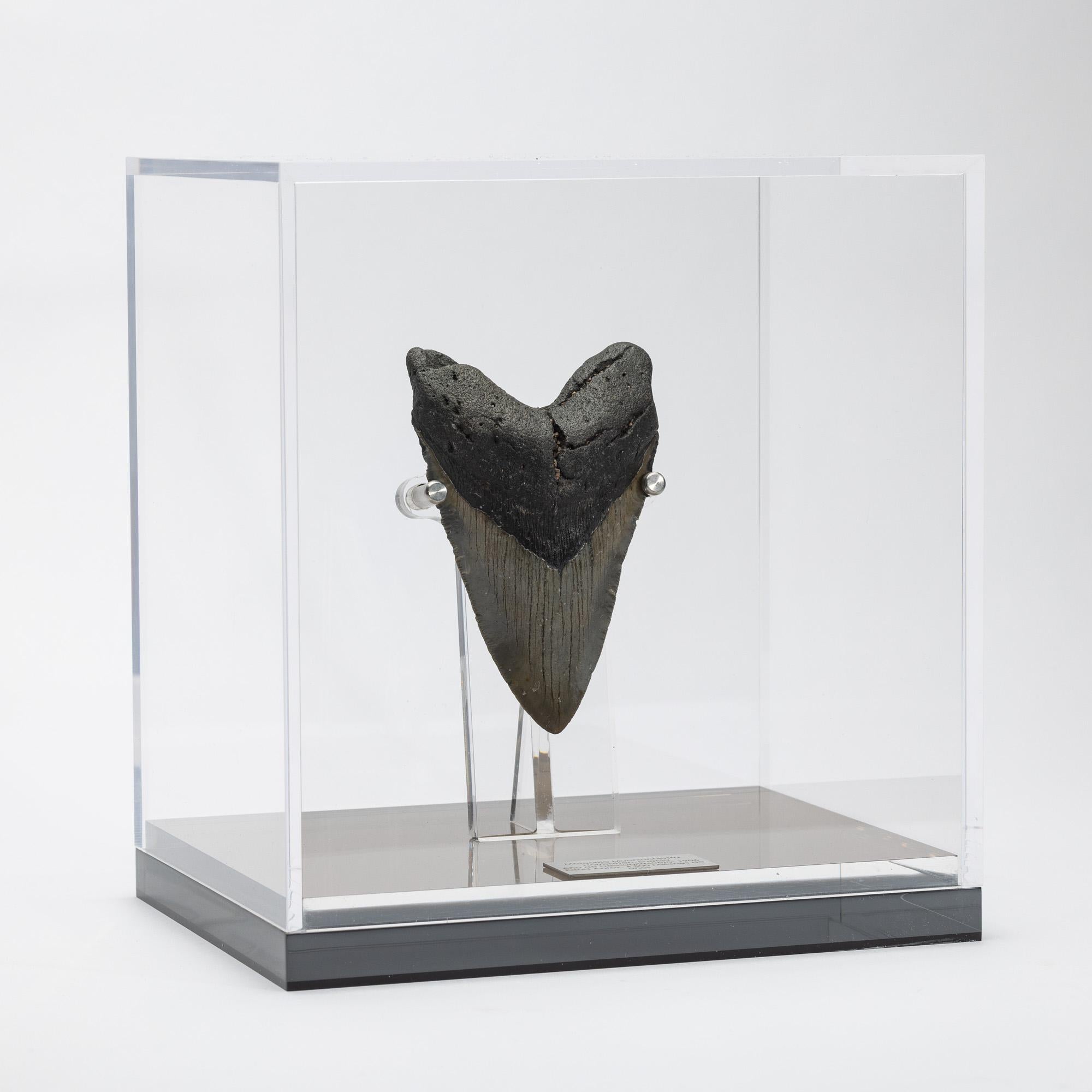 Messicano Dente fossile di Megalodon 