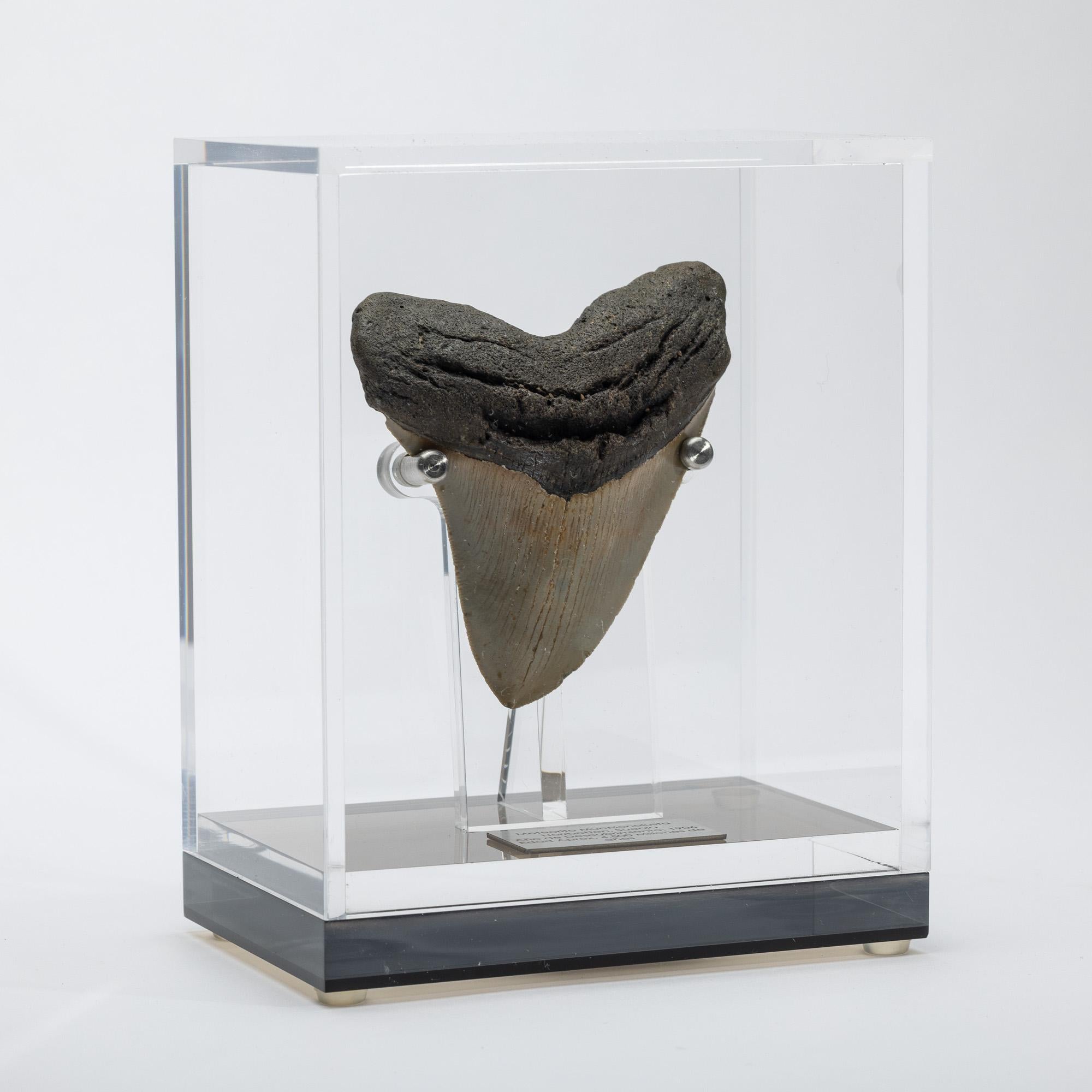 Mexican Fossil Megalodon 