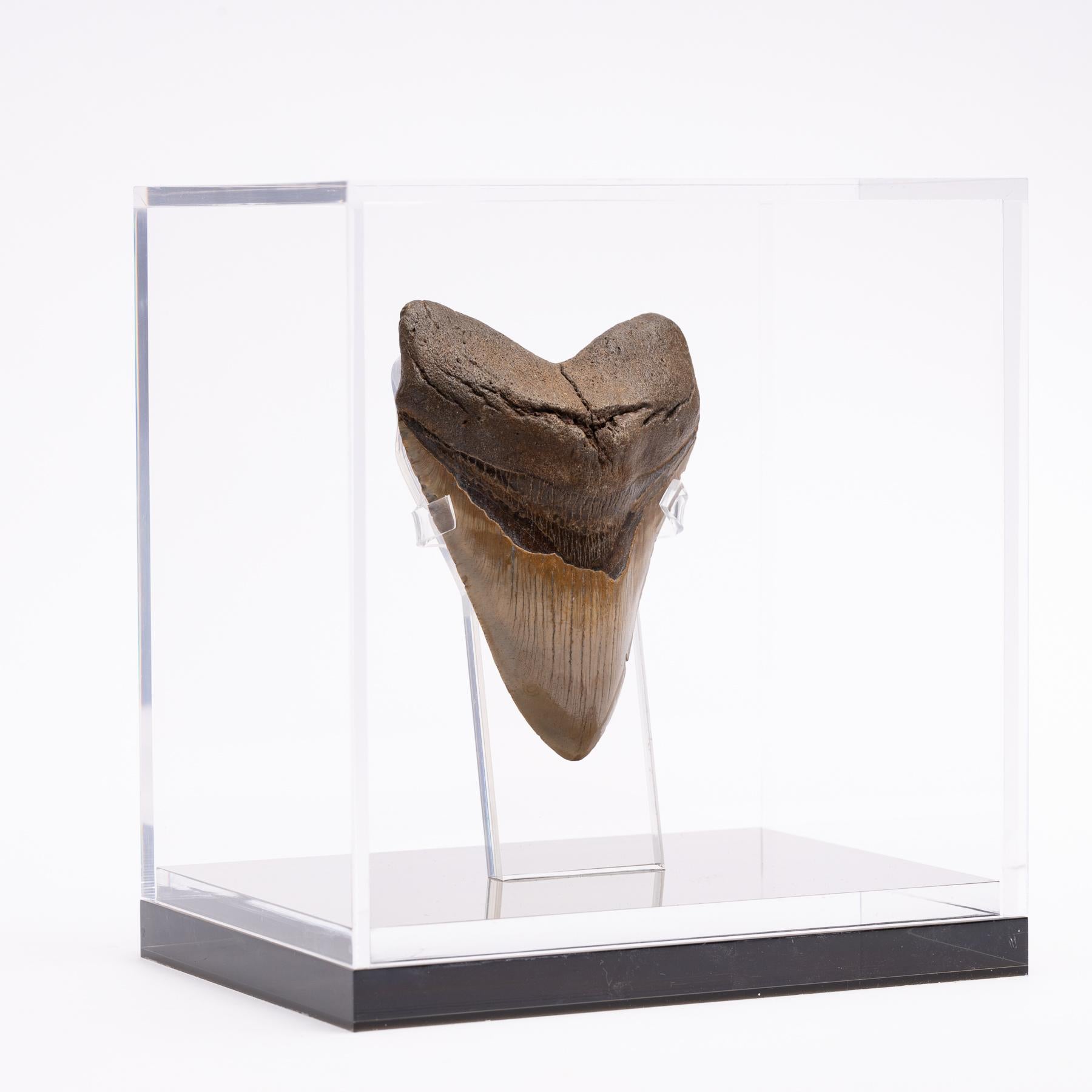 Fossil Megalodon 