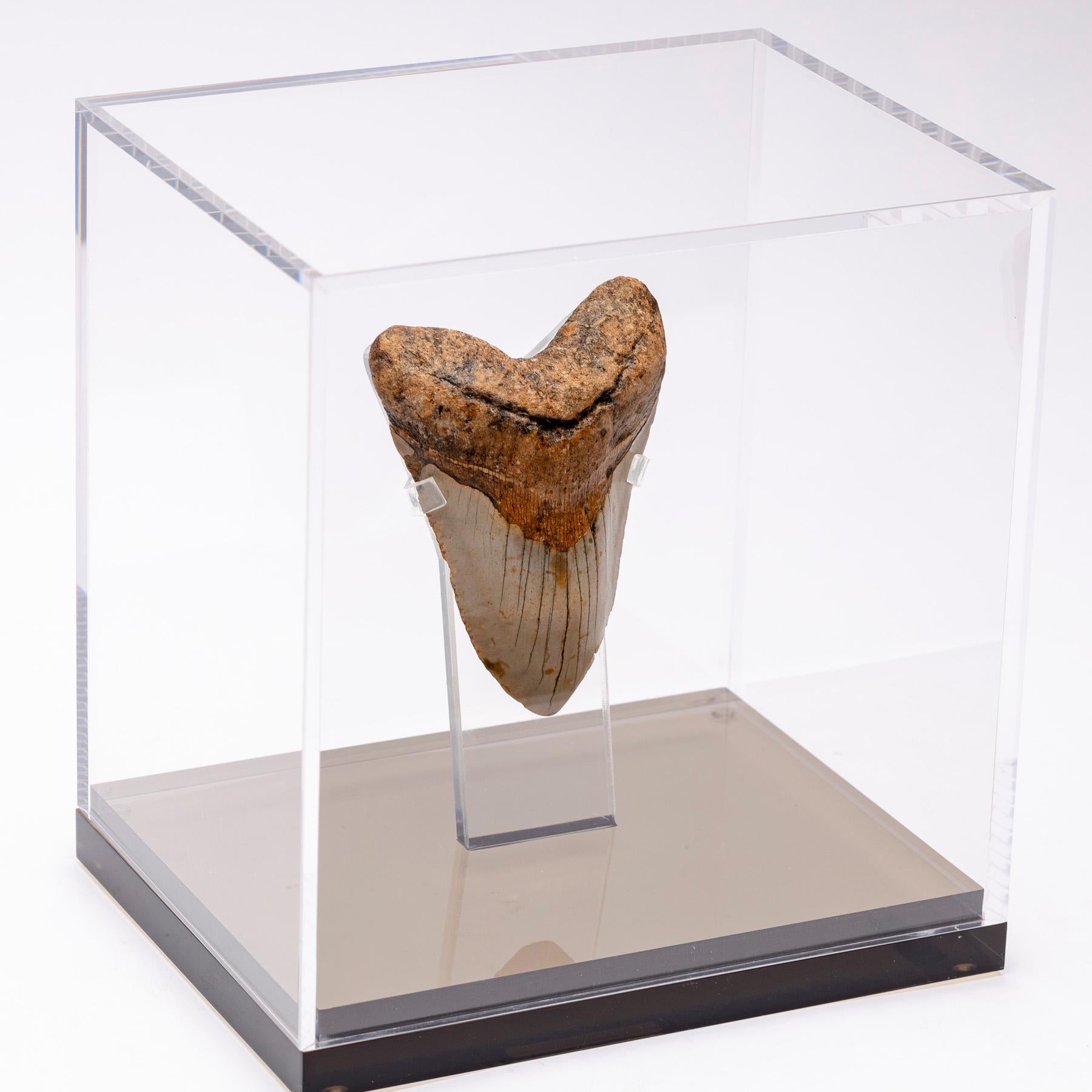 how to display shark teeth in shadow box