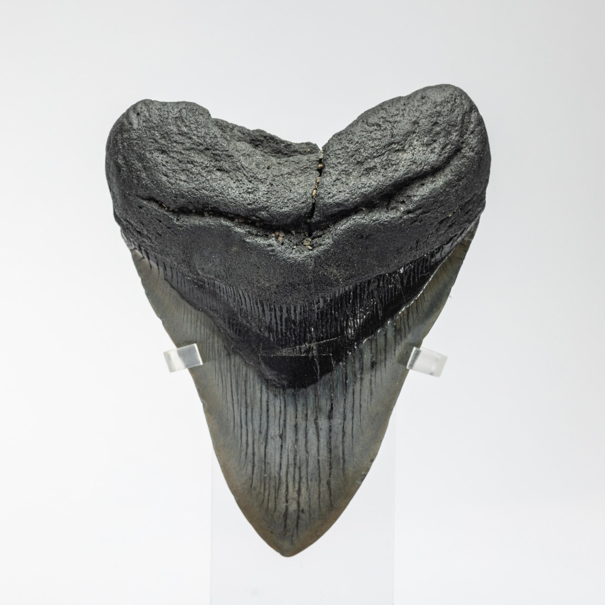 Mexican Fossil Megalodon 