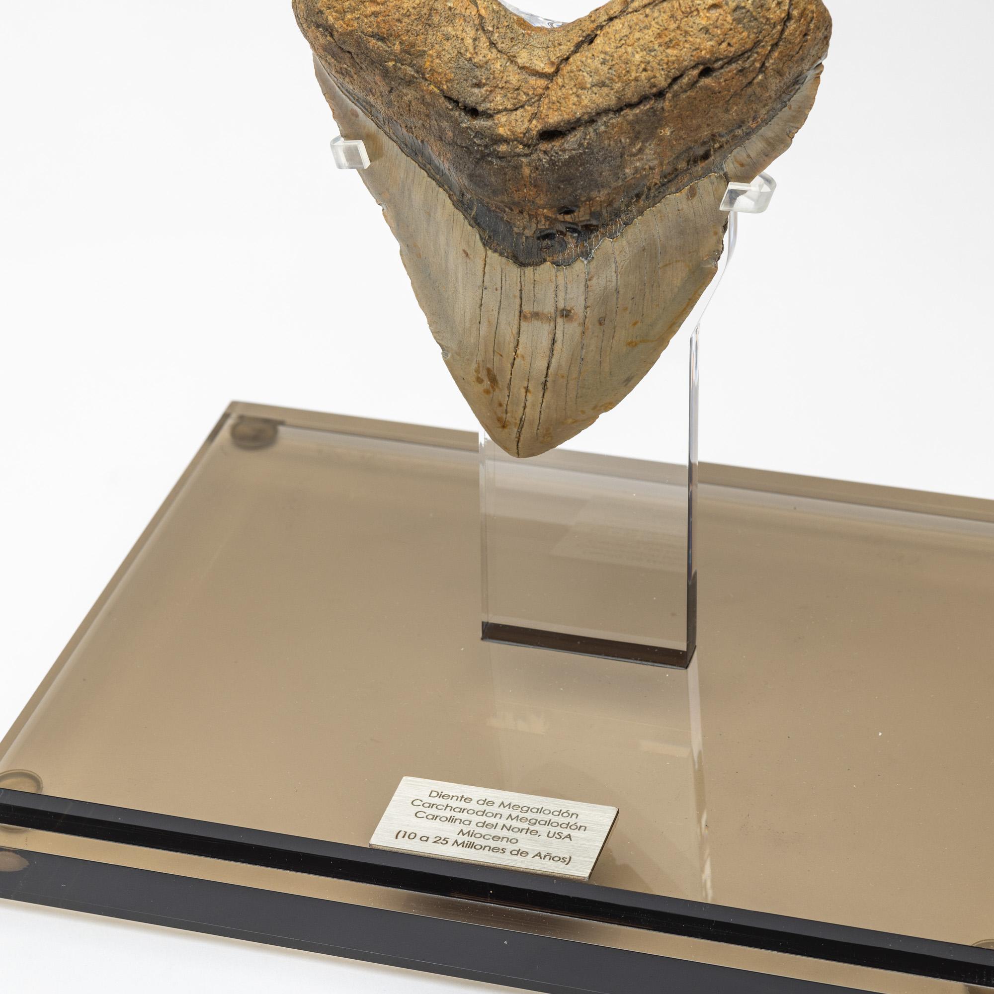Fossil Megalodon 