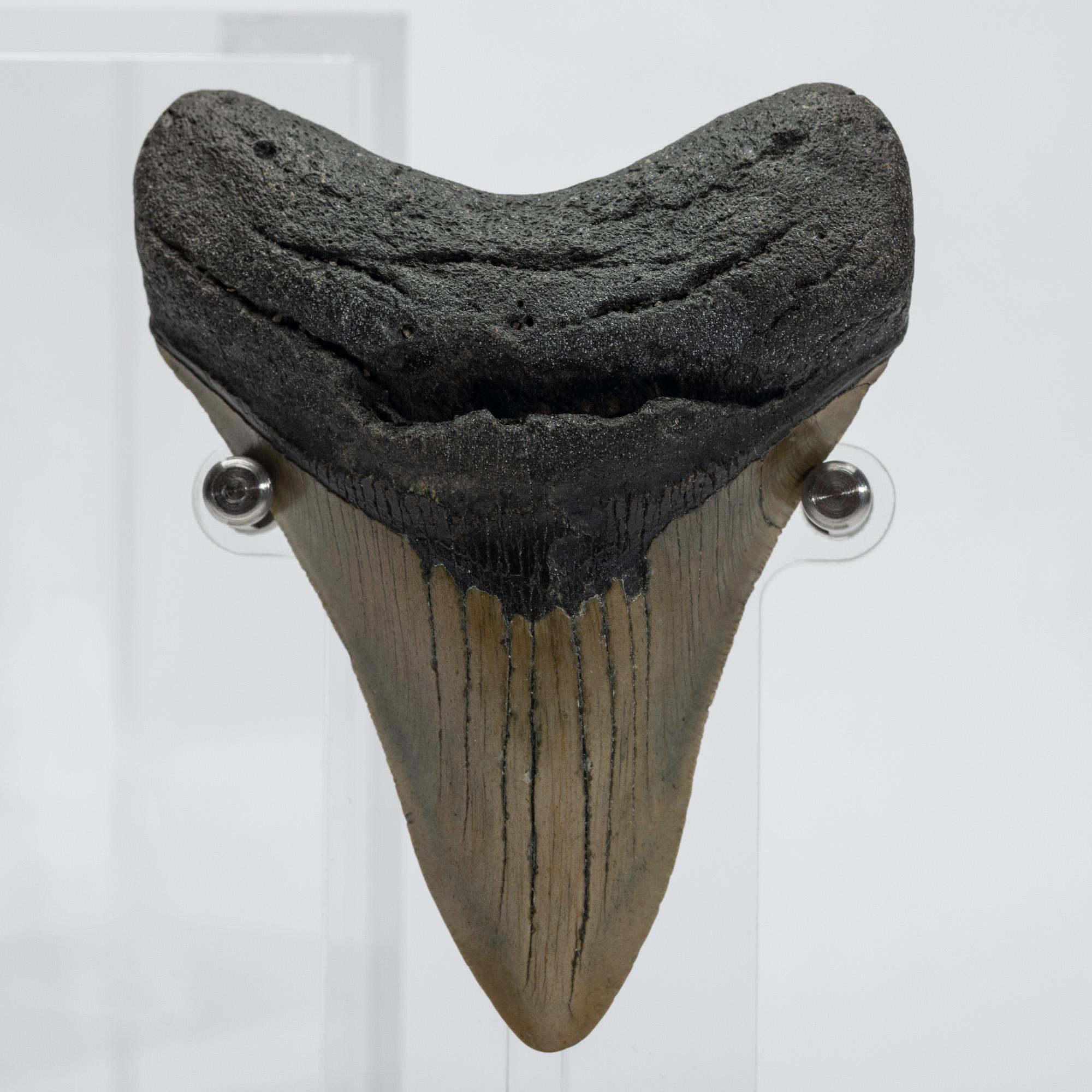 Fossil Megalodon 