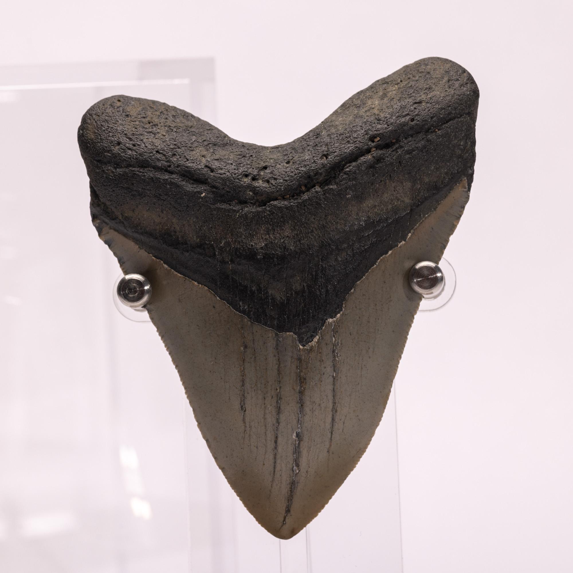 Fossil Megalodon 