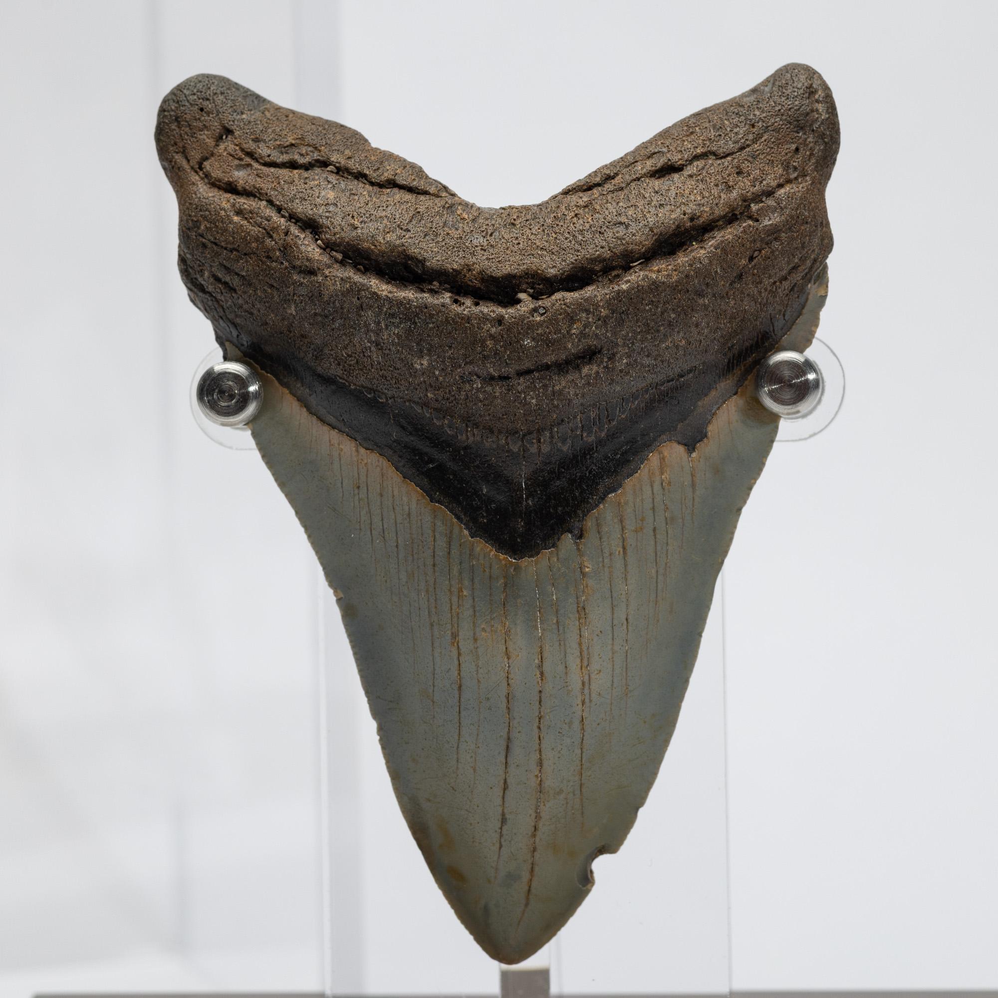 Fossil Megalodon 