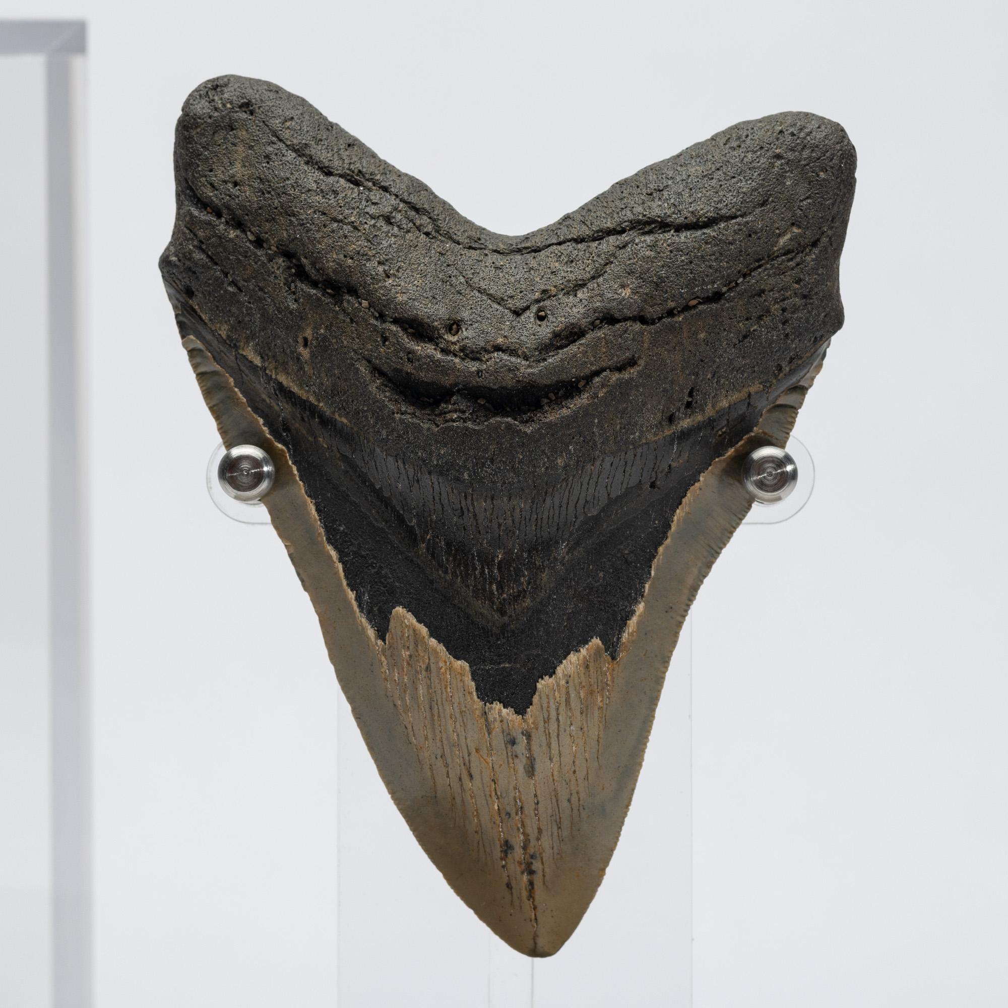 Fossil Megalodon 