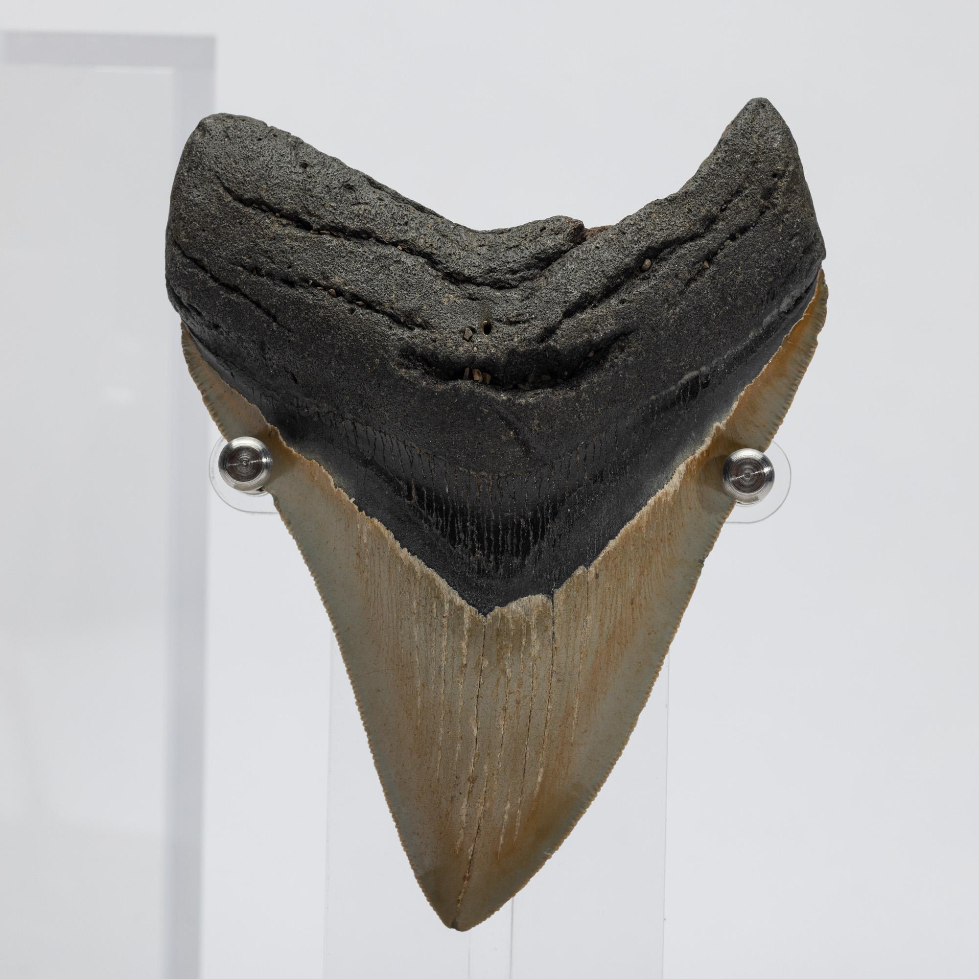 Fossil Megalodon 