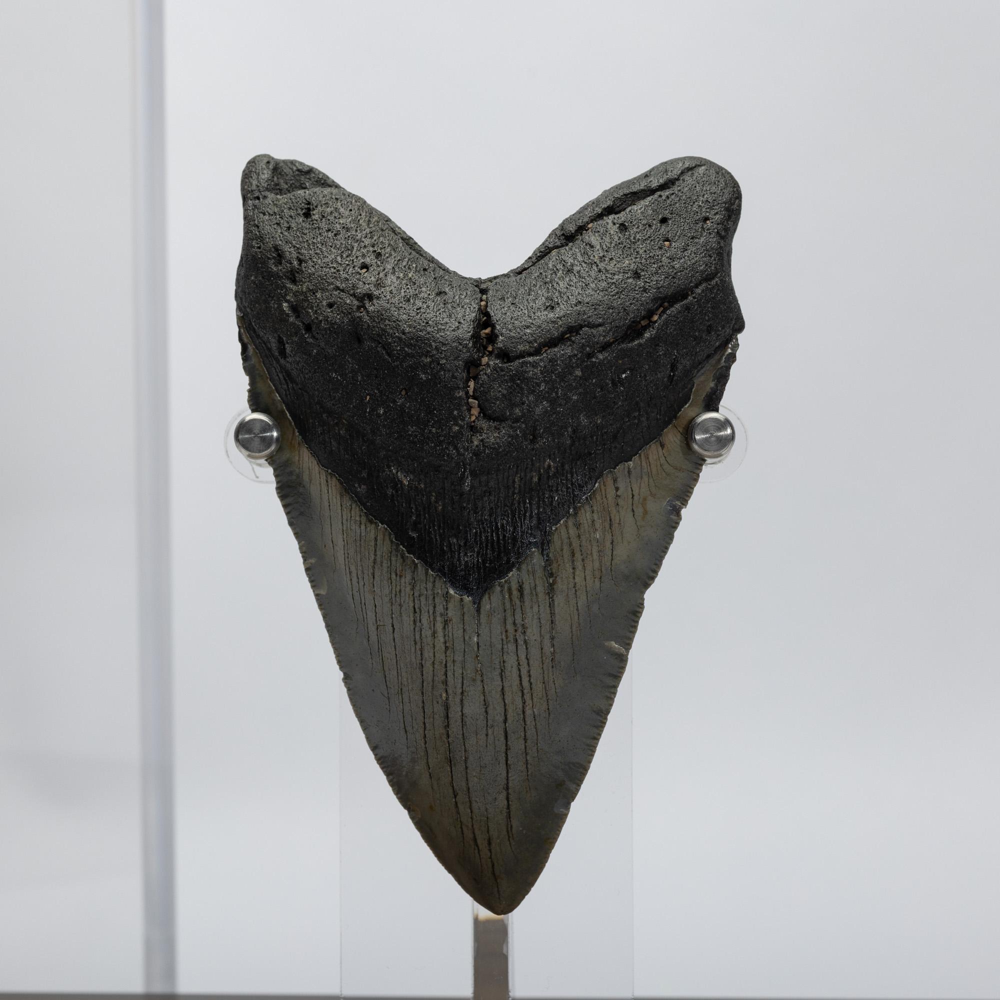 Dente fossile di Megalodon 