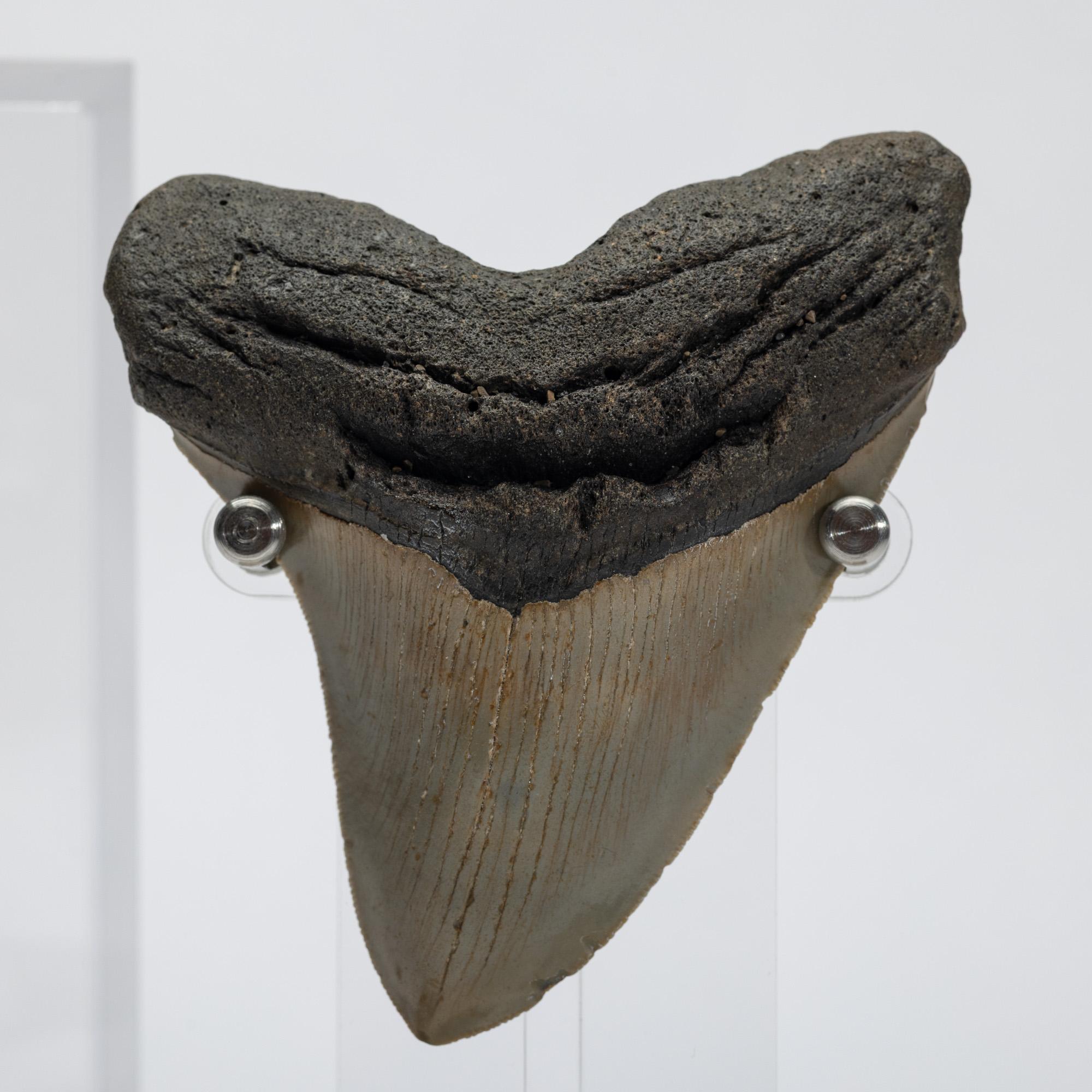 Fossil Megalodon 