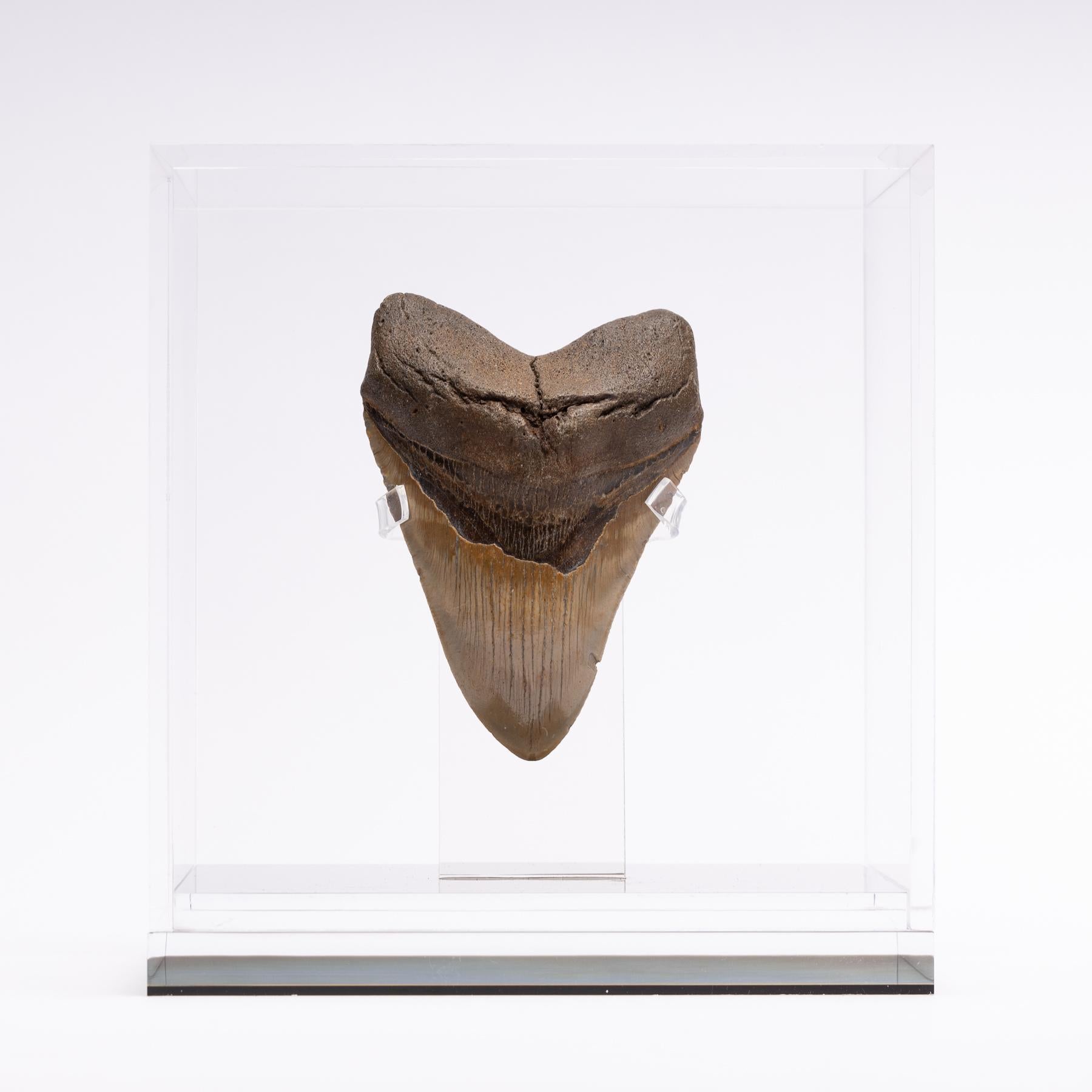 Contemporary Fossil Megalodon 