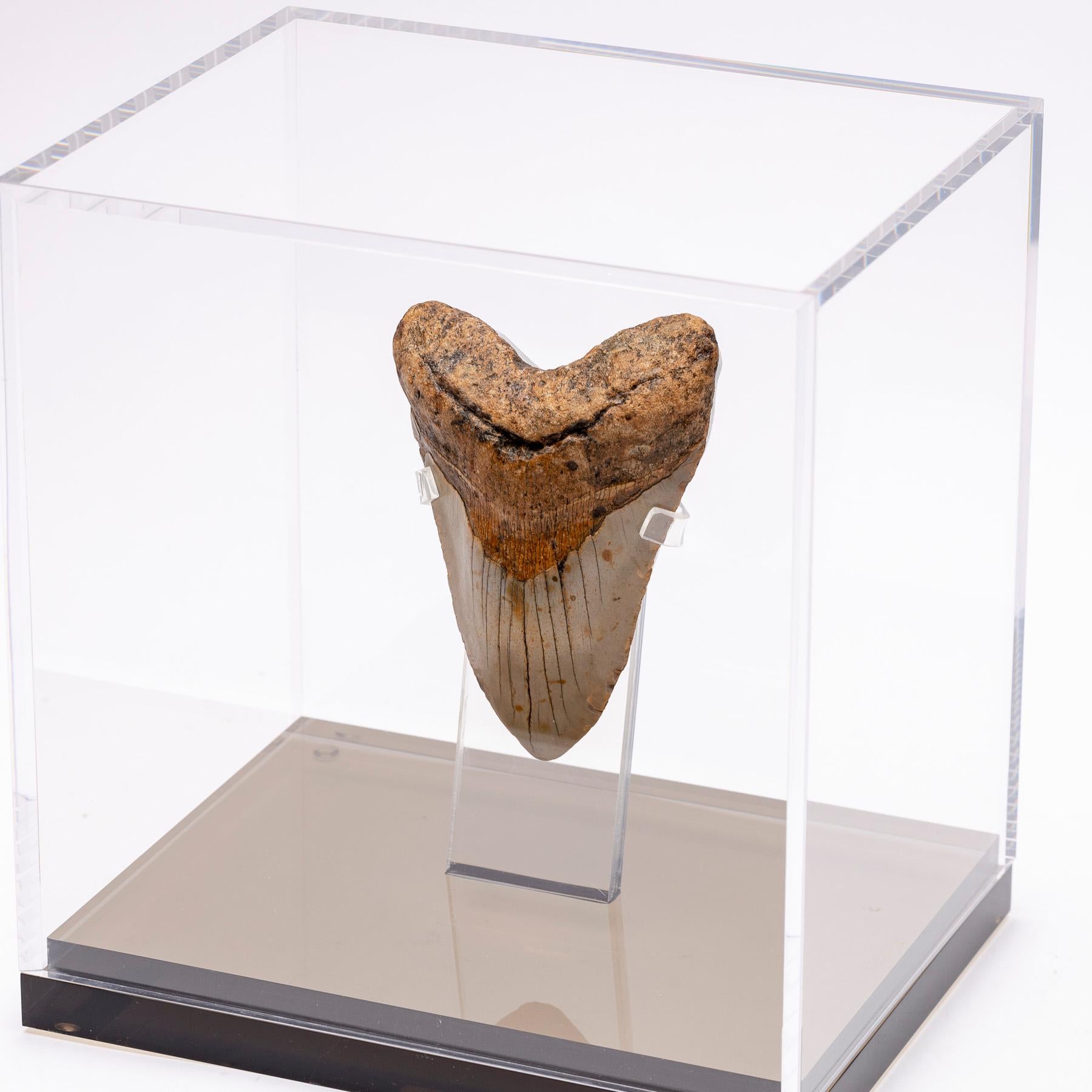 Organic Modern Fossil Megalodon 