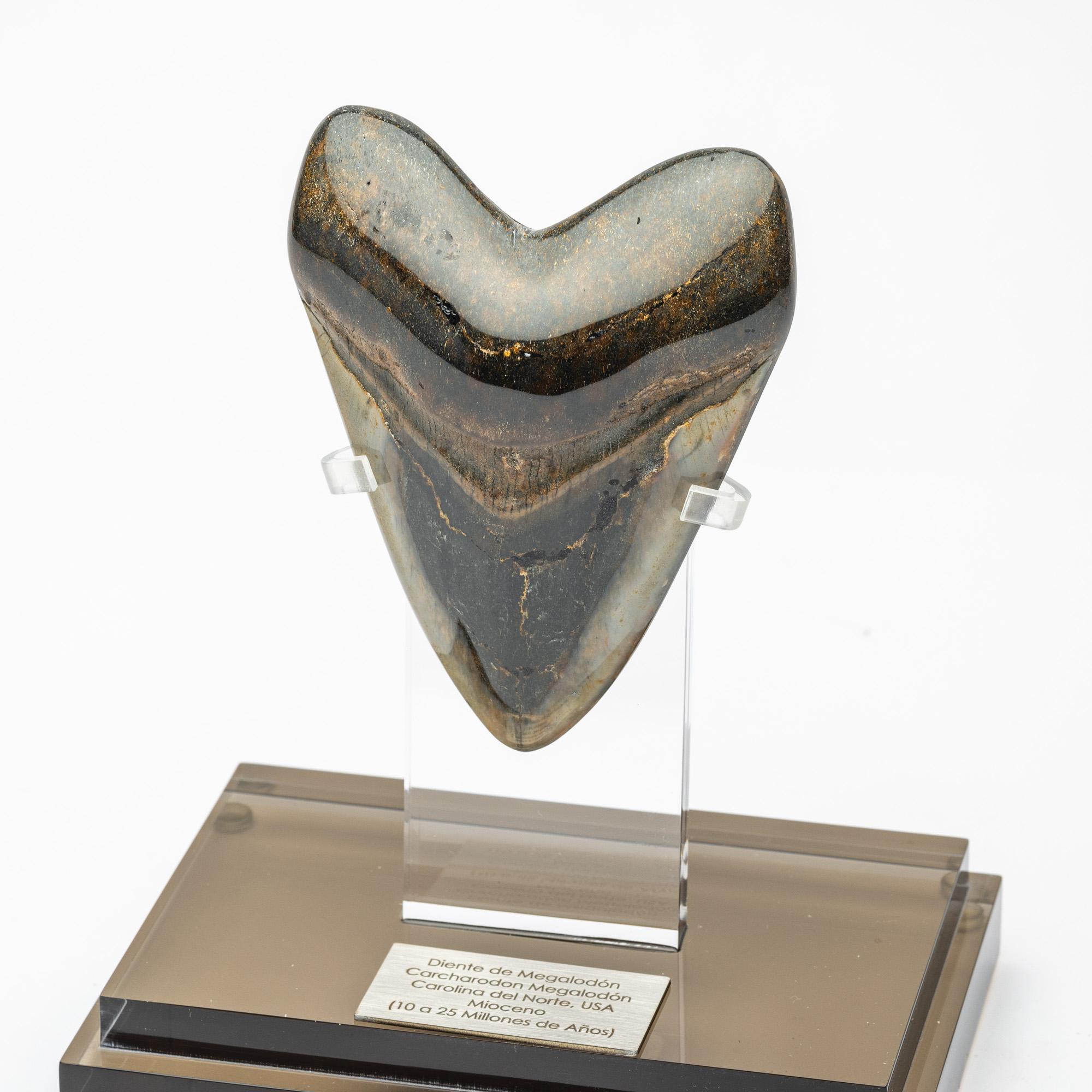 Contemporary Fossil Megalodon 