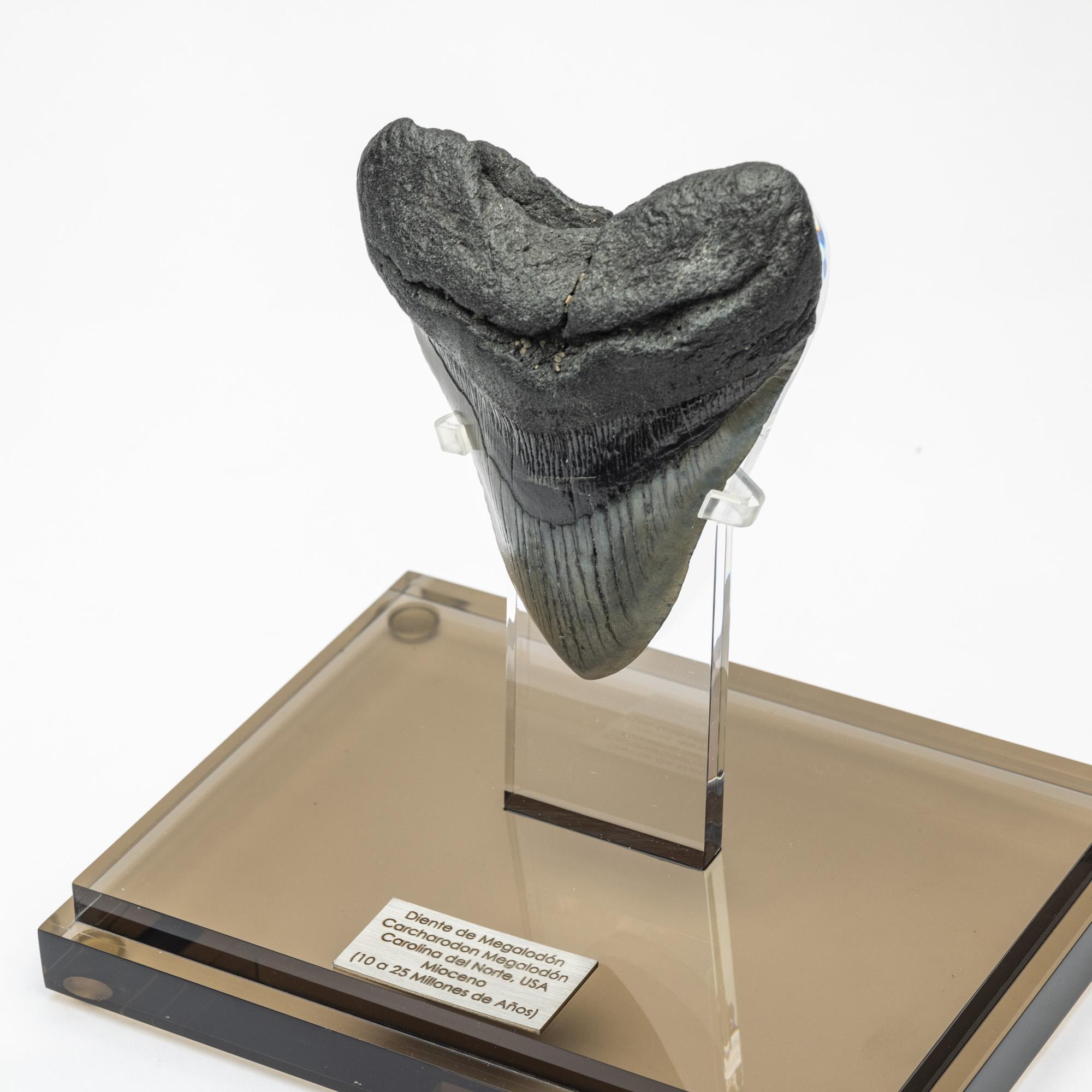 Fossil Megalodon 