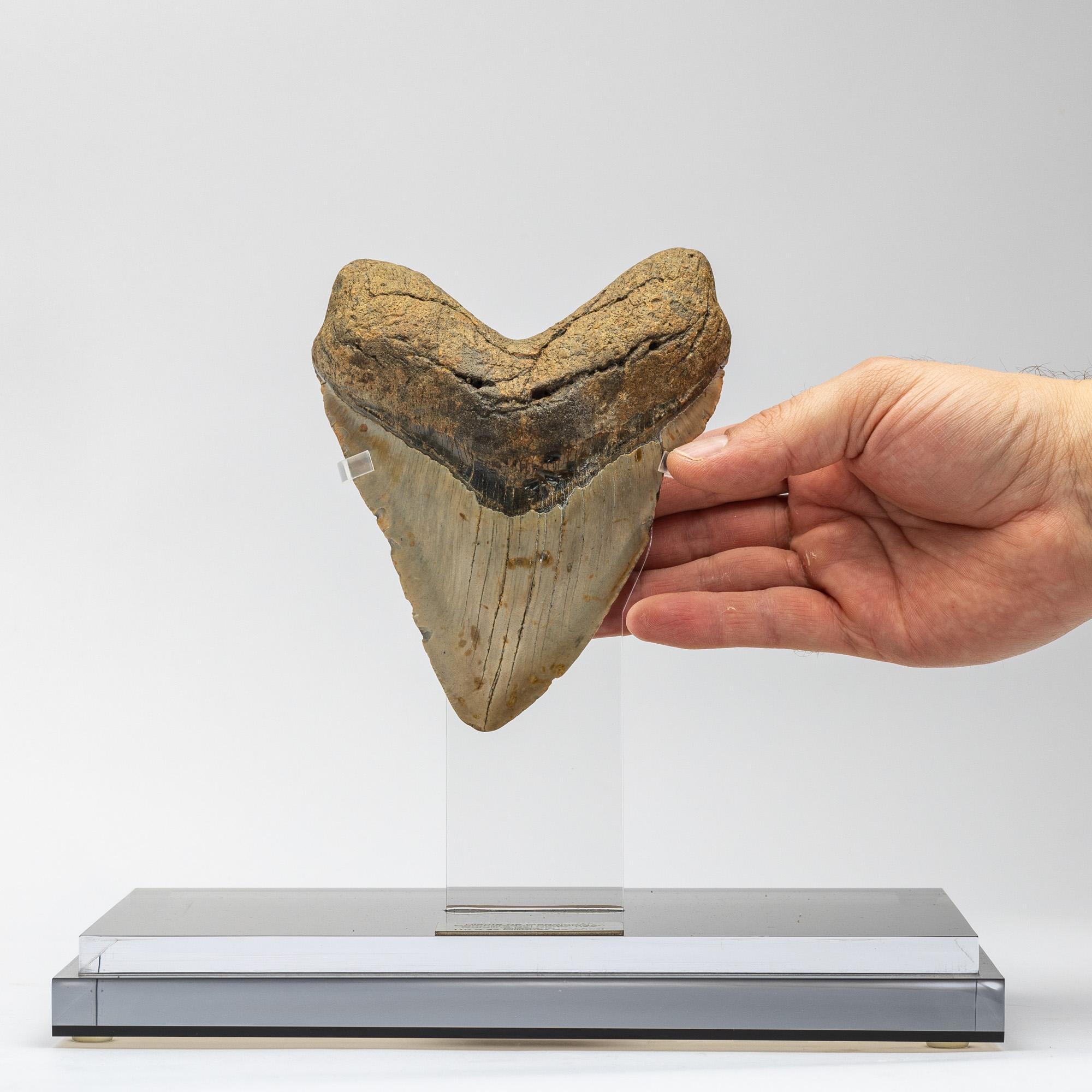 Contemporary Fossil Megalodon 