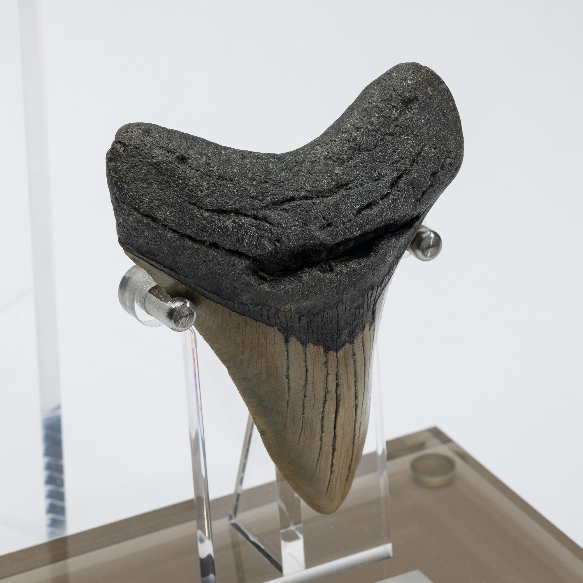 Contemporary Fossil Megalodon 