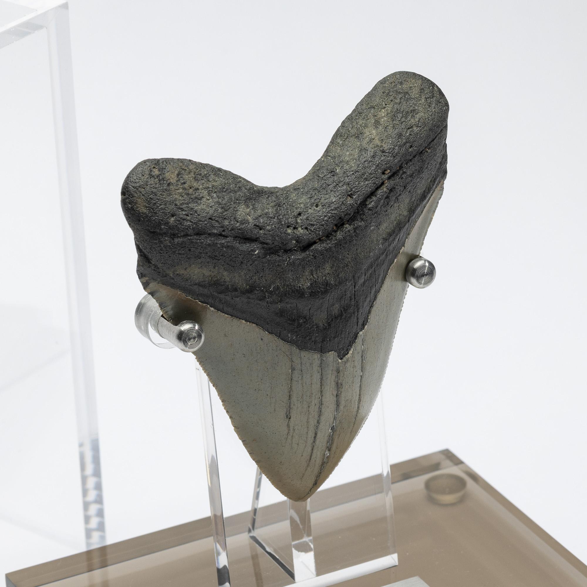 Contemporary Fossil Megalodon 