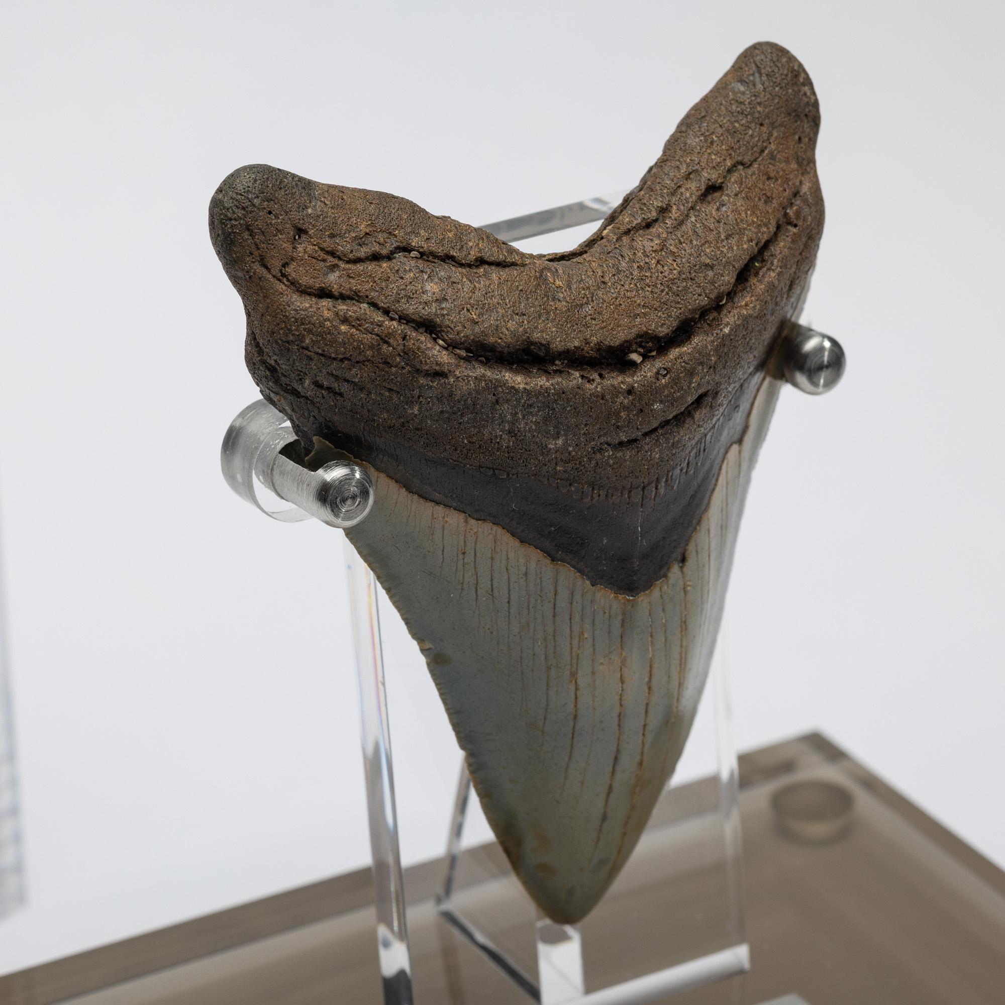 Contemporary Fossil Megalodon 