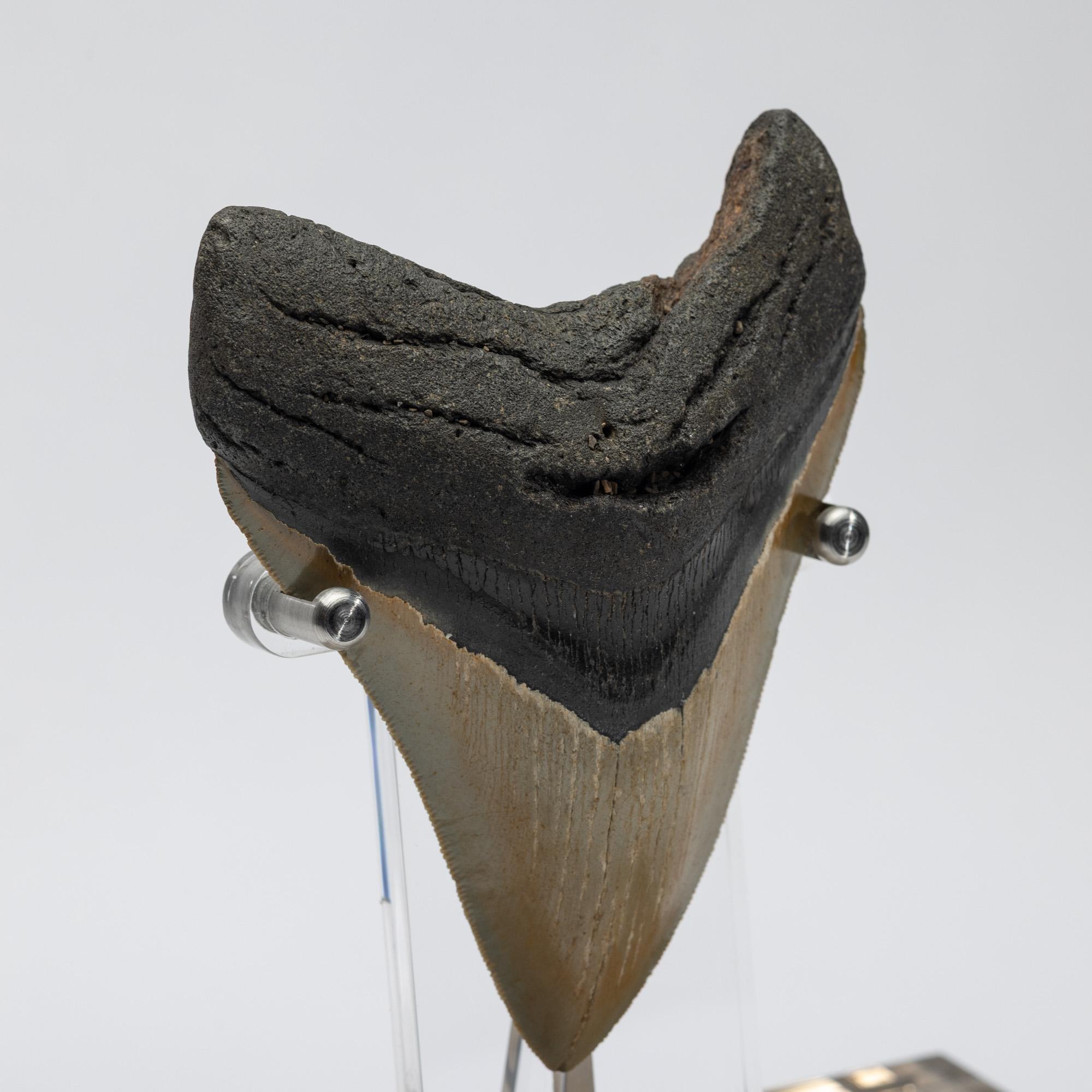Contemporary Fossil Megalodon 