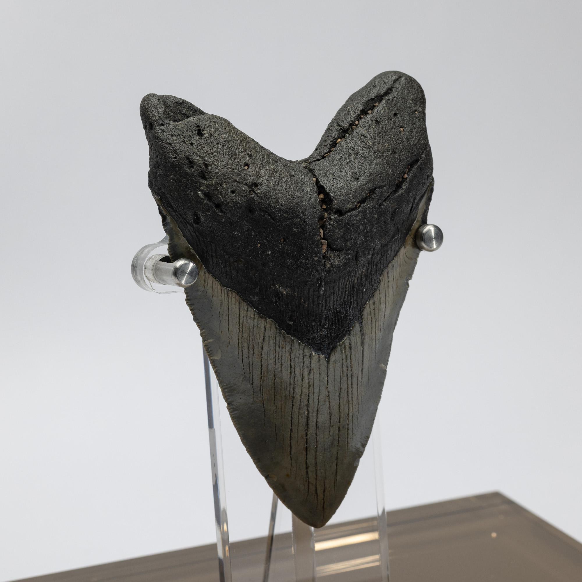 XXI secolo e contemporaneo Dente fossile di Megalodon 