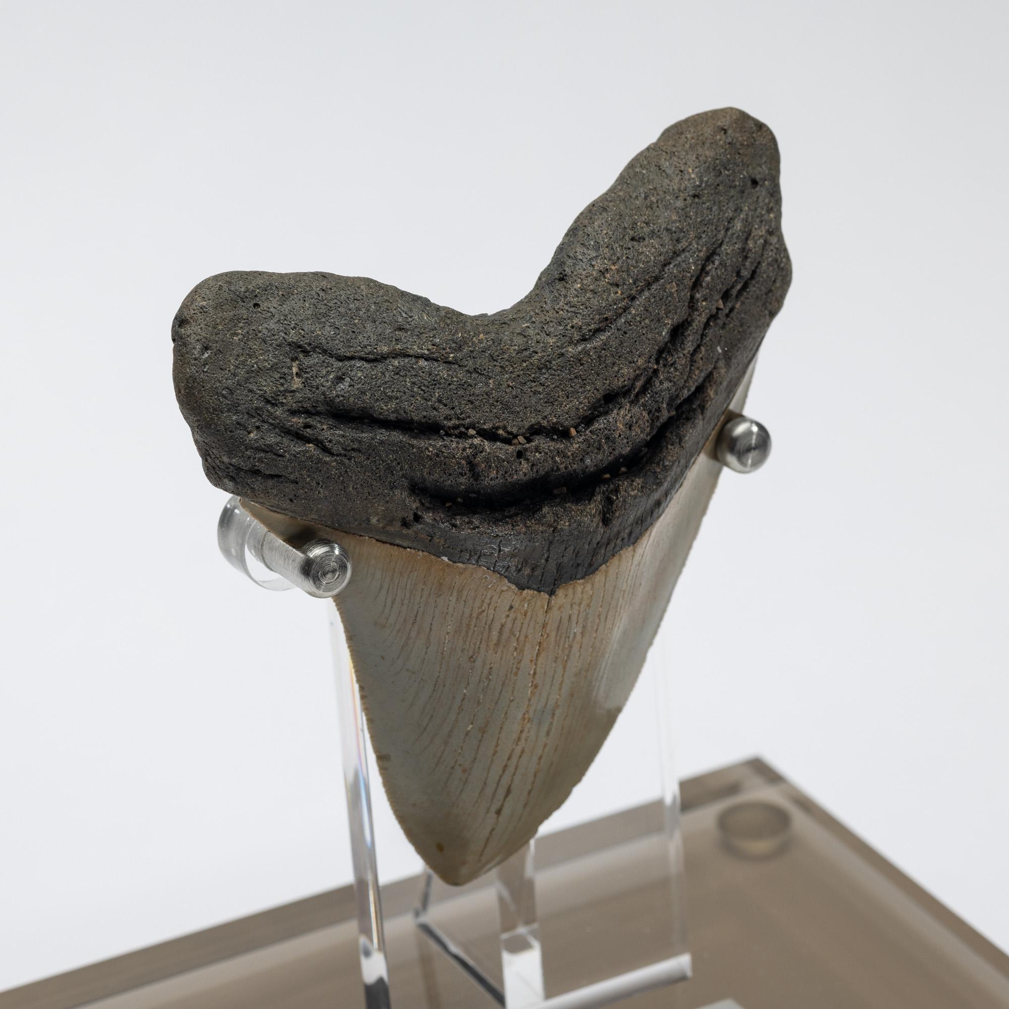 Contemporary Fossil Megalodon 