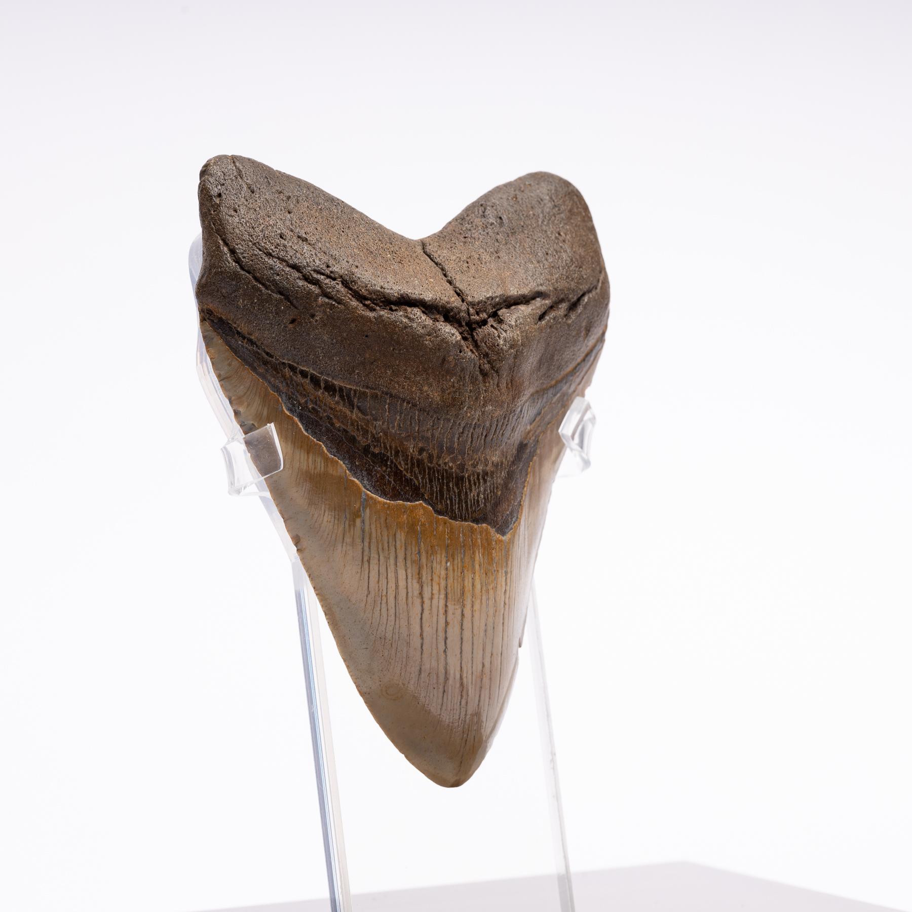 Fossil Megalodon 