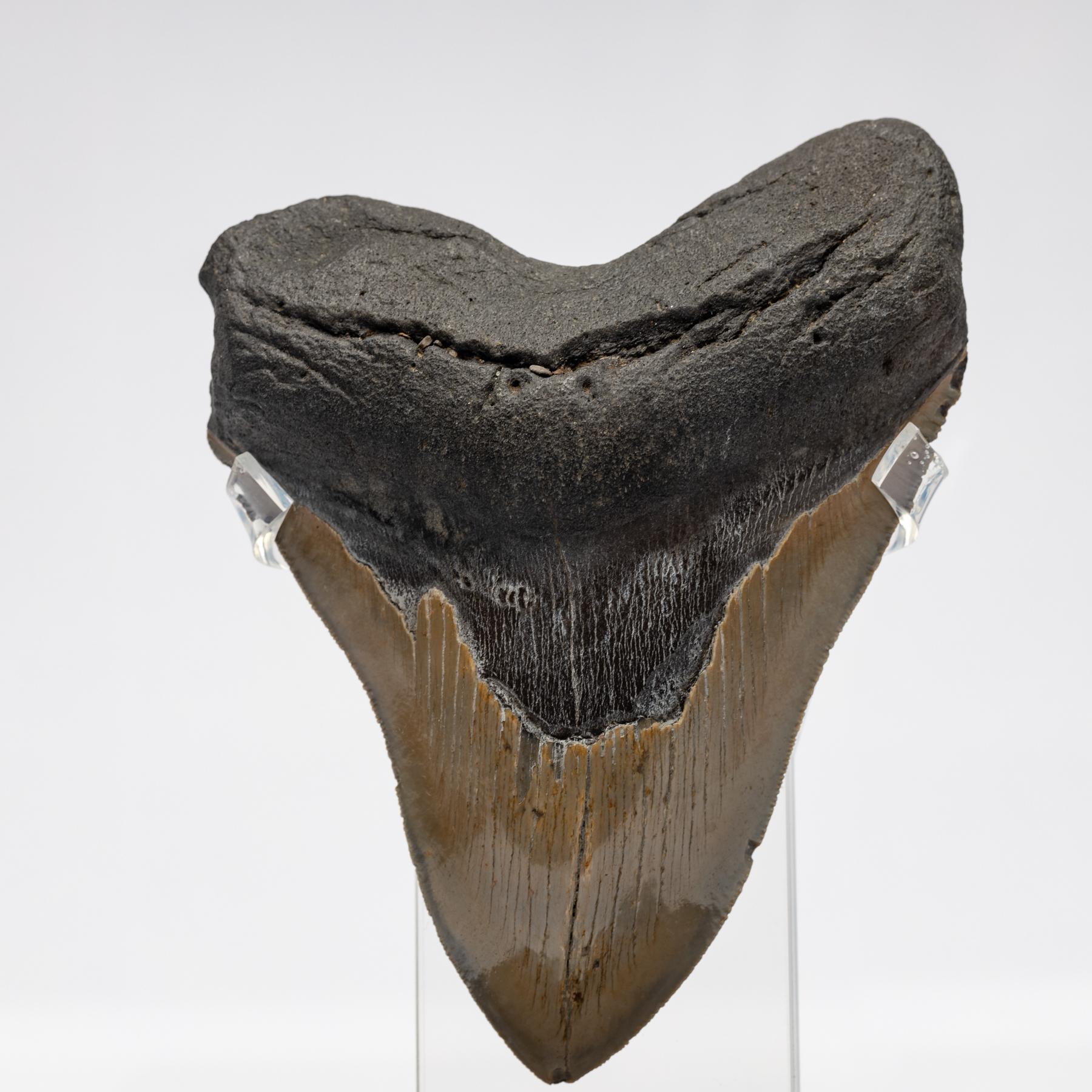 Fossil Megalodon 