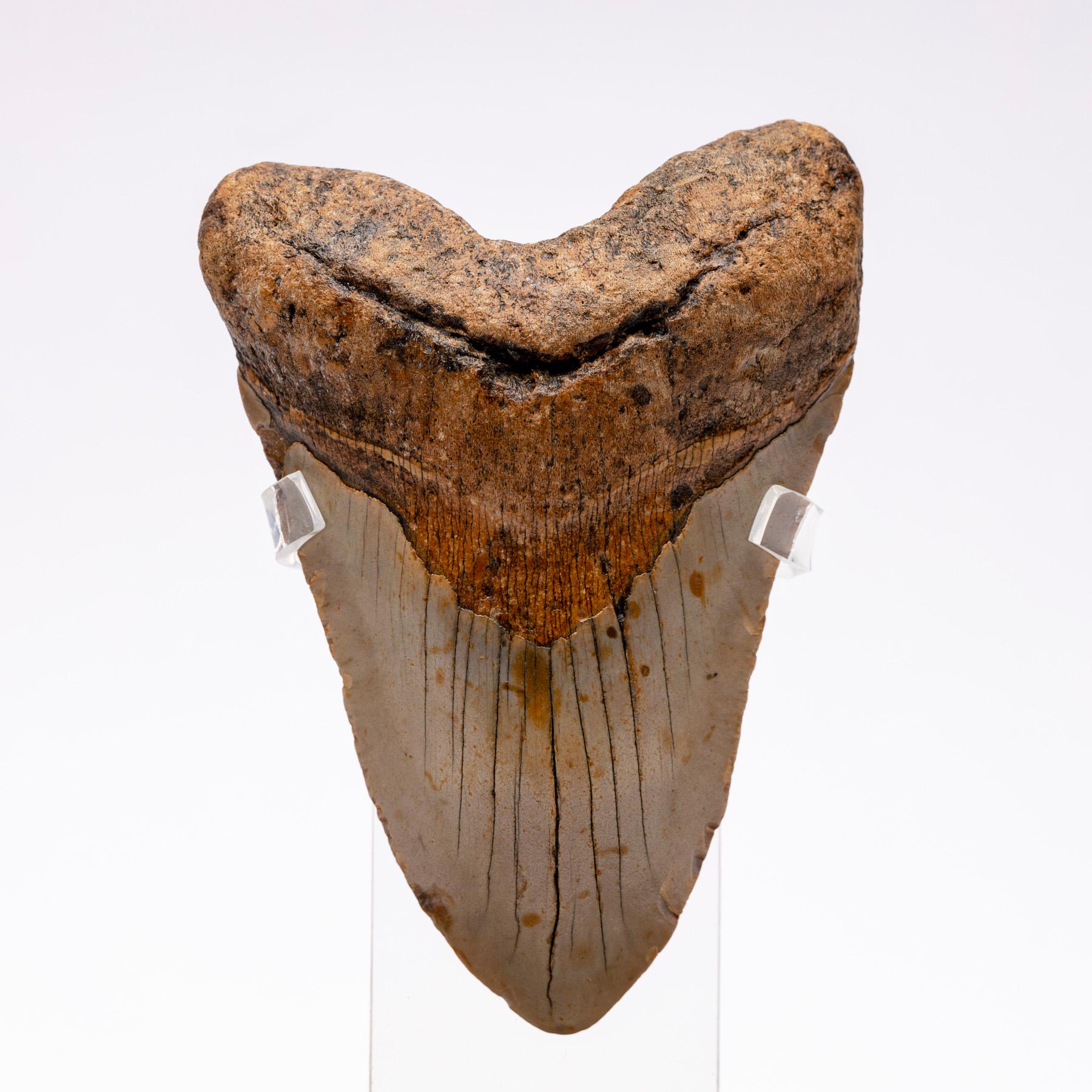 Mexican Fossil Megalodon 