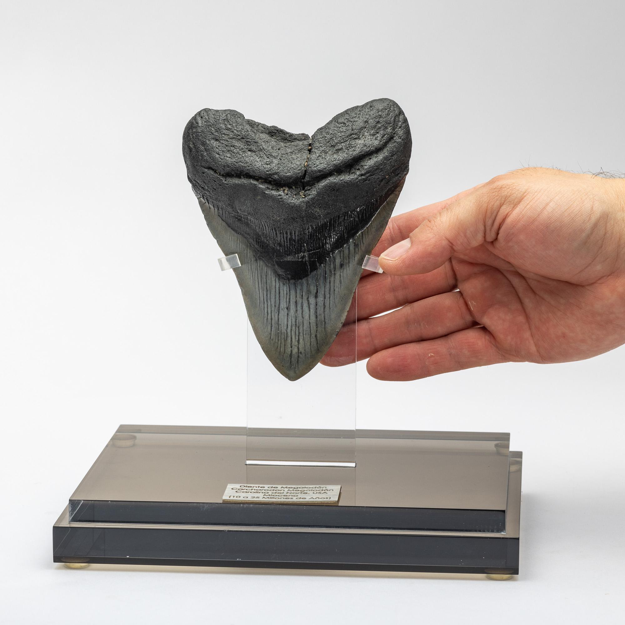 Contemporary Fossil Megalodon 