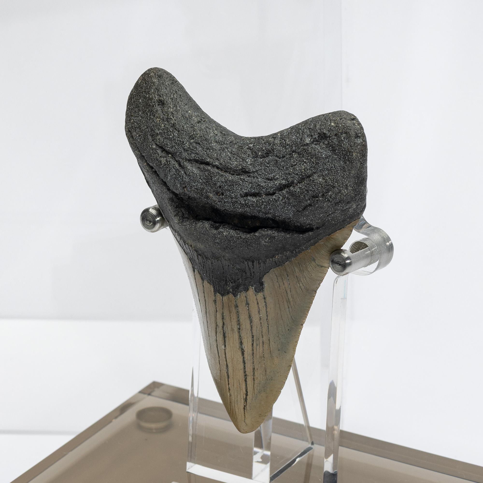 Fossil Megalodon 