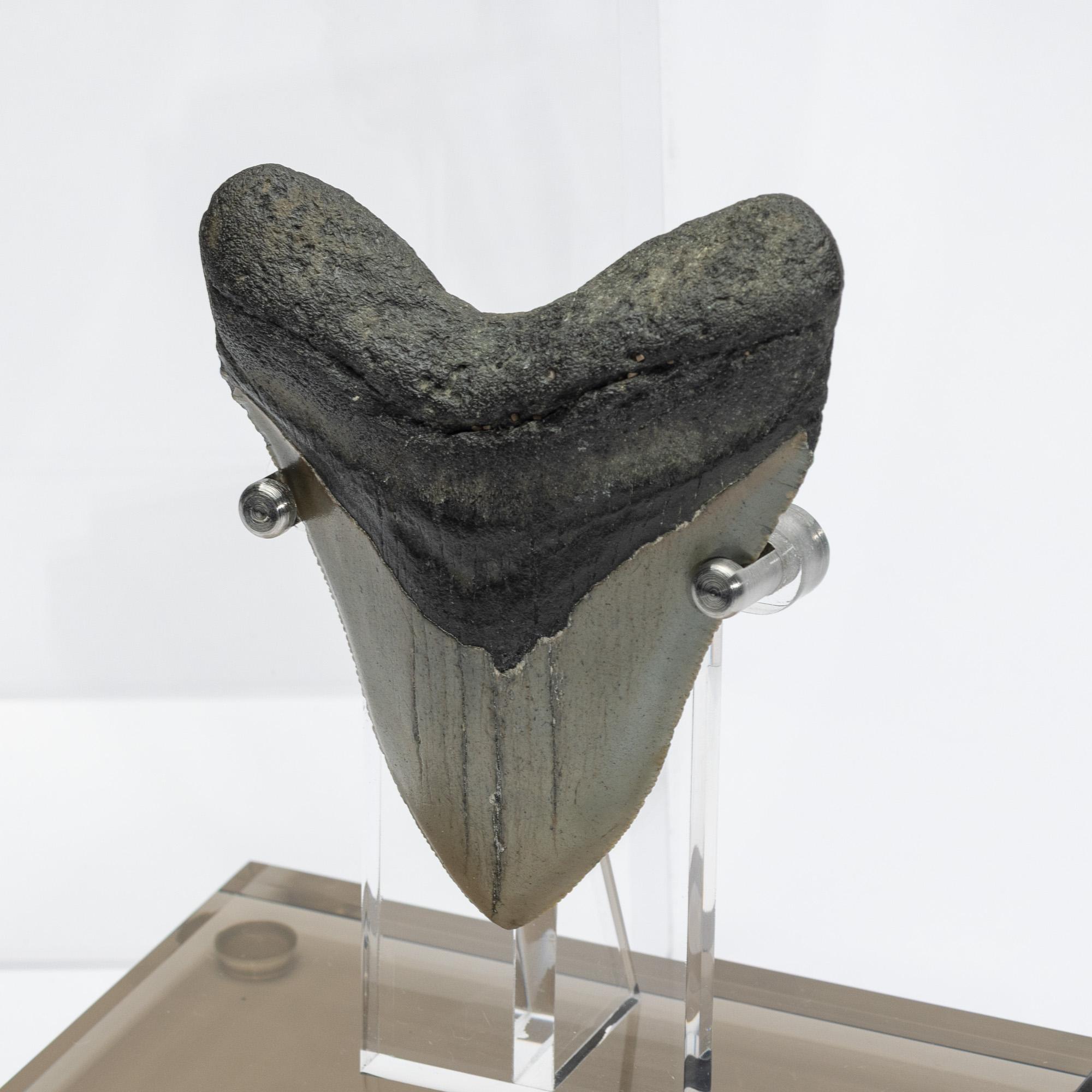 Fossil Megalodon 