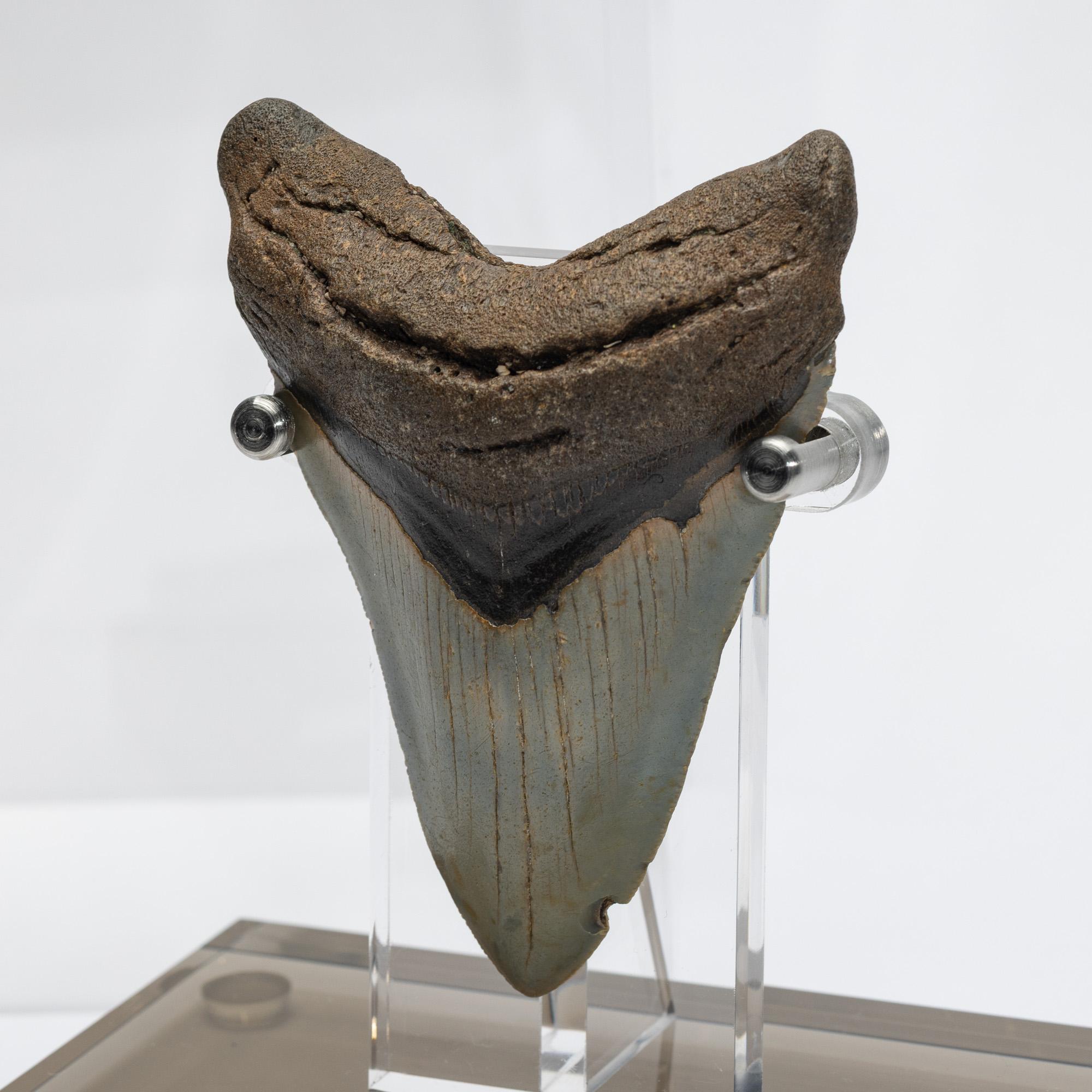 Fossil Megalodon 