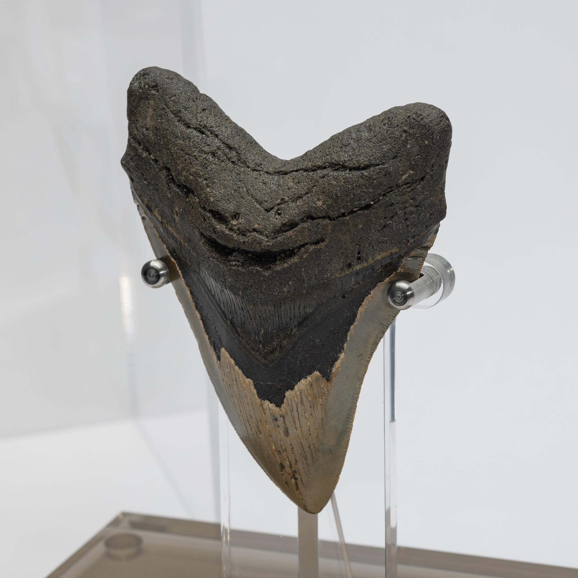 Fossil Megalodon 