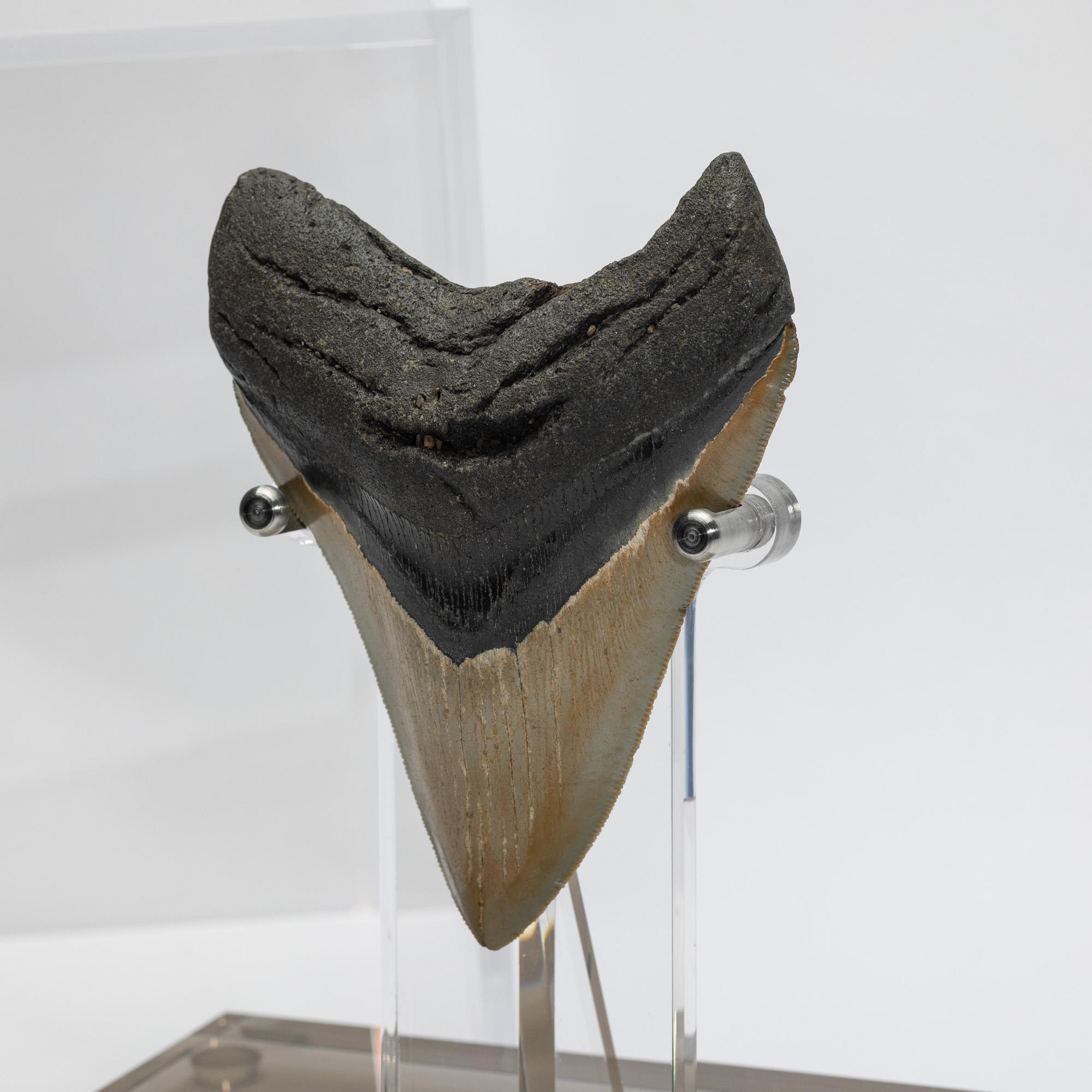 Fossil Megalodon 