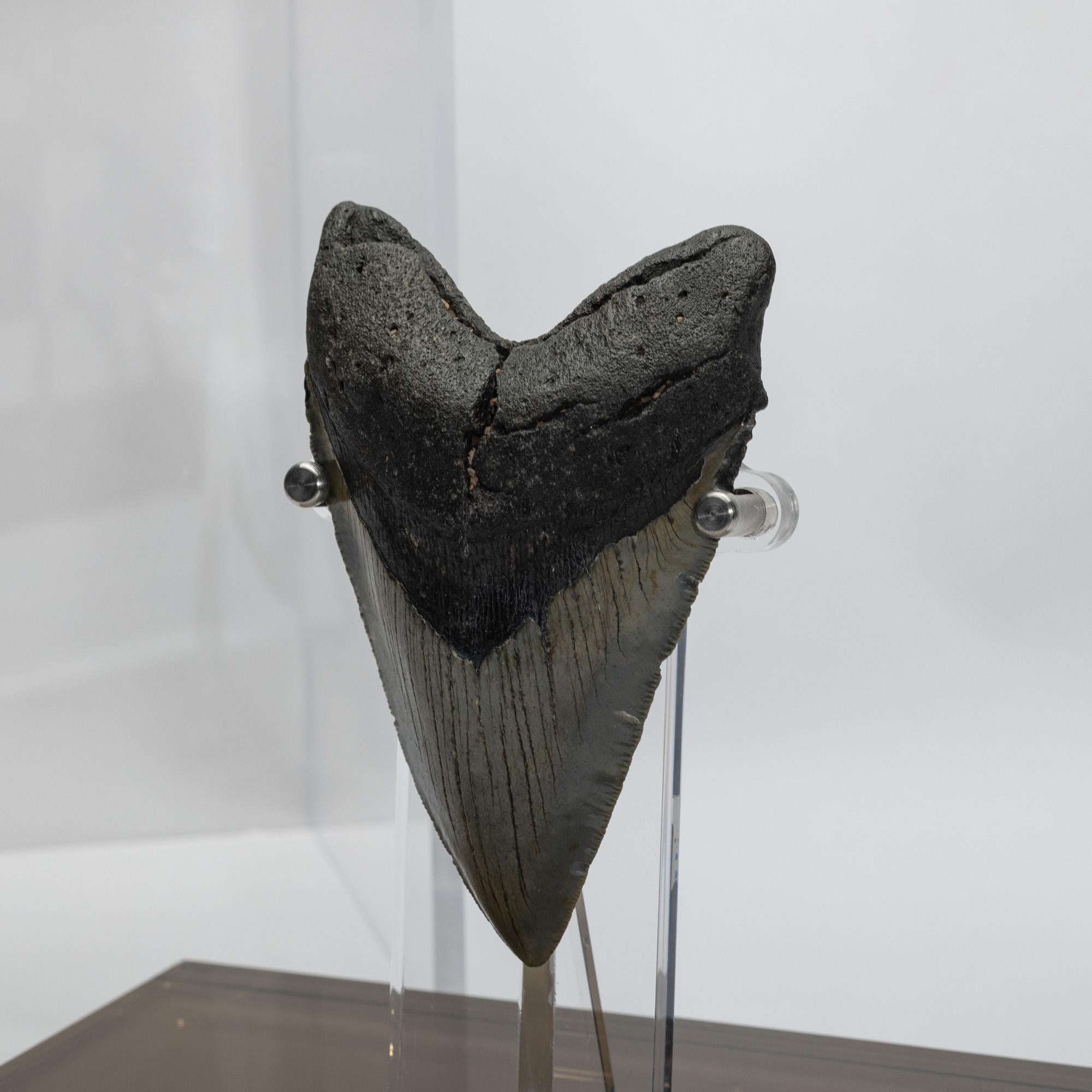Acrilico Dente fossile di Megalodon 