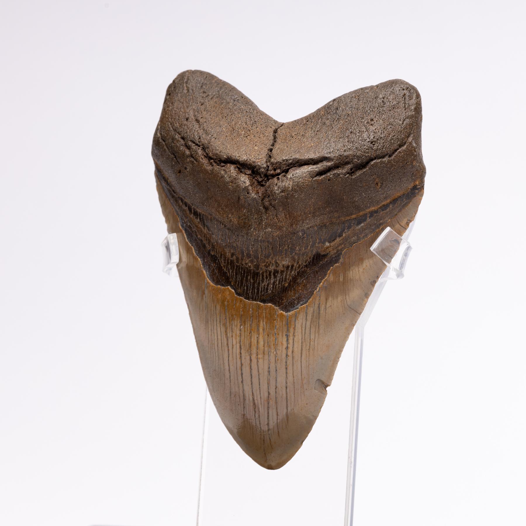 Fossil Megalodon 