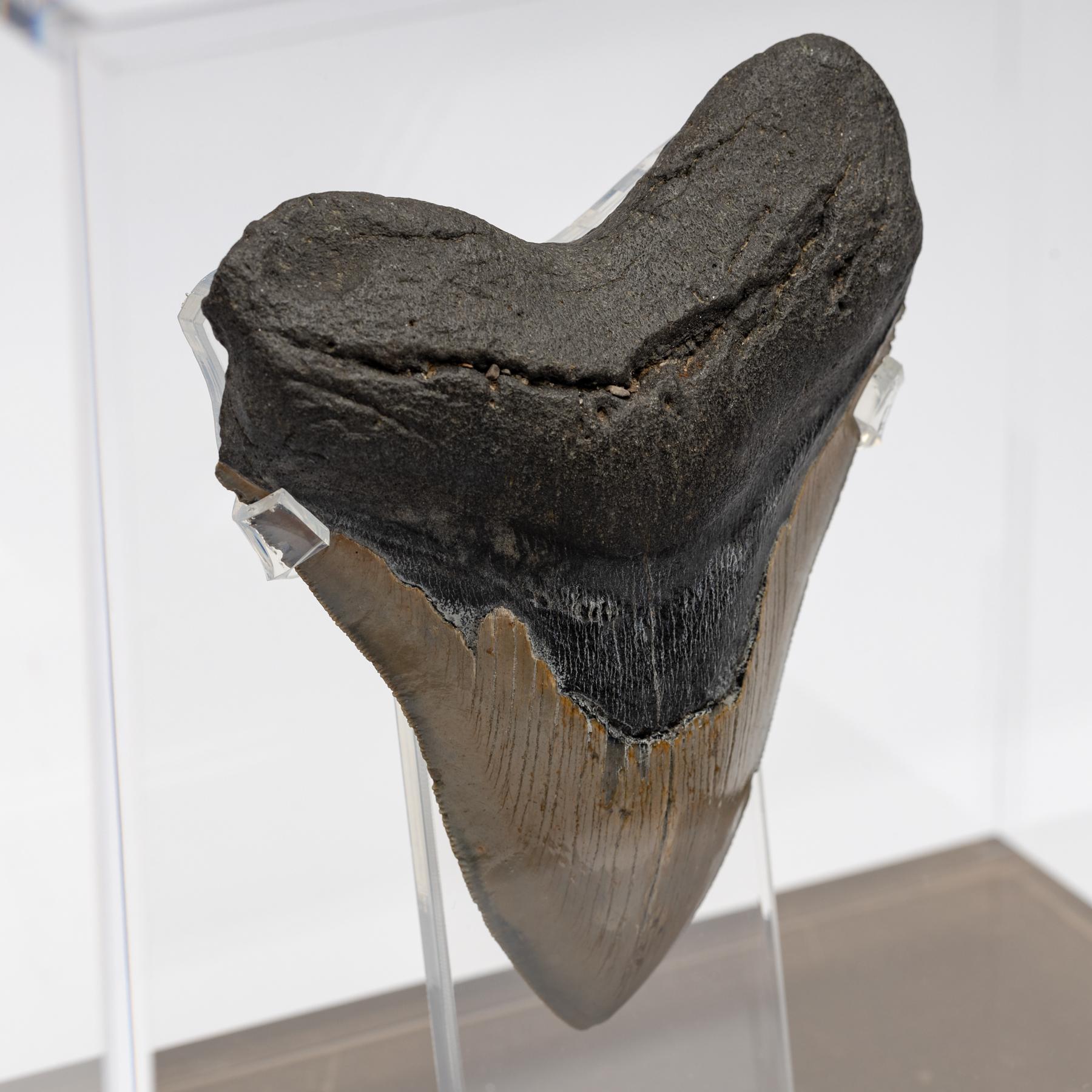 Fossil Megalodon 