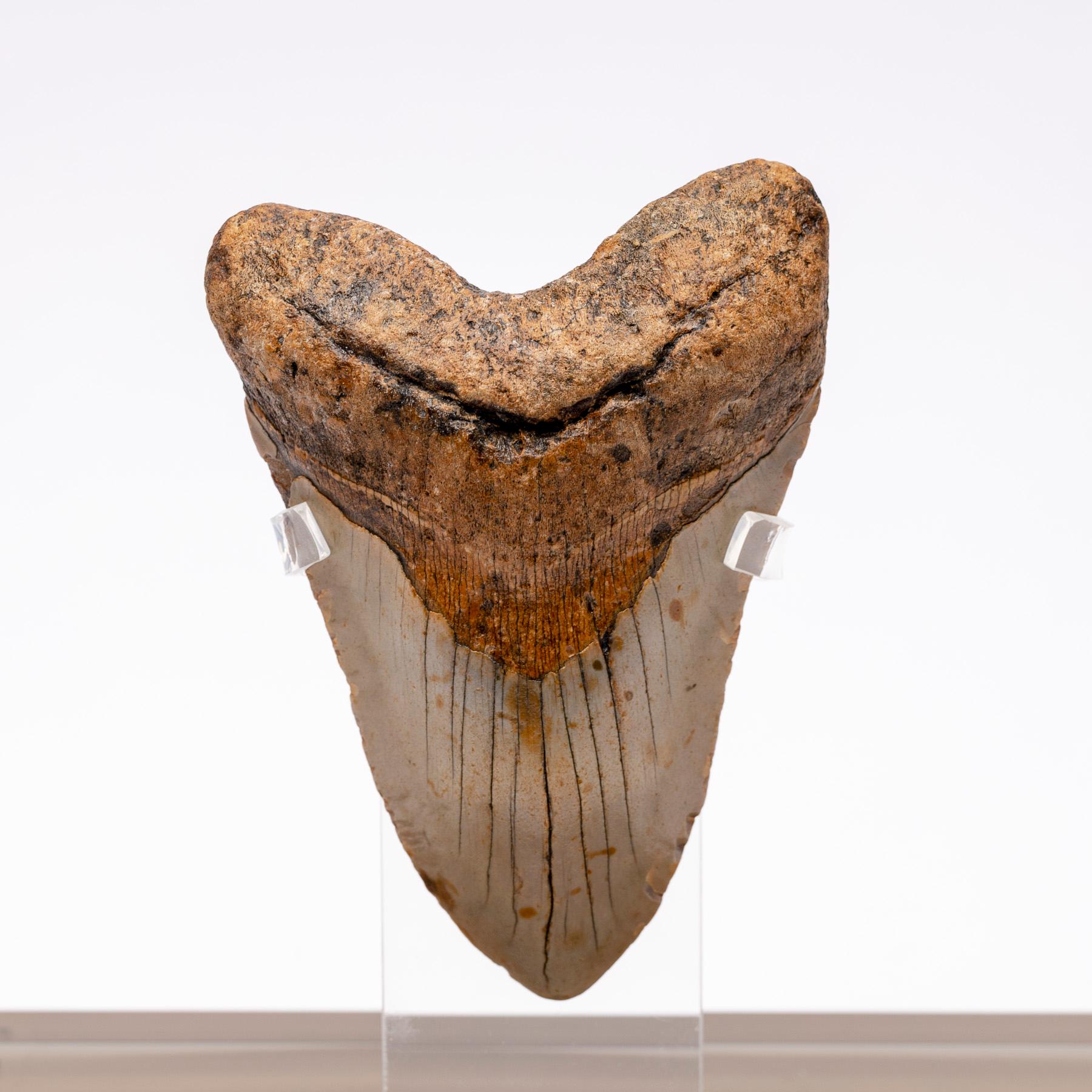 Fossil Megalodon 