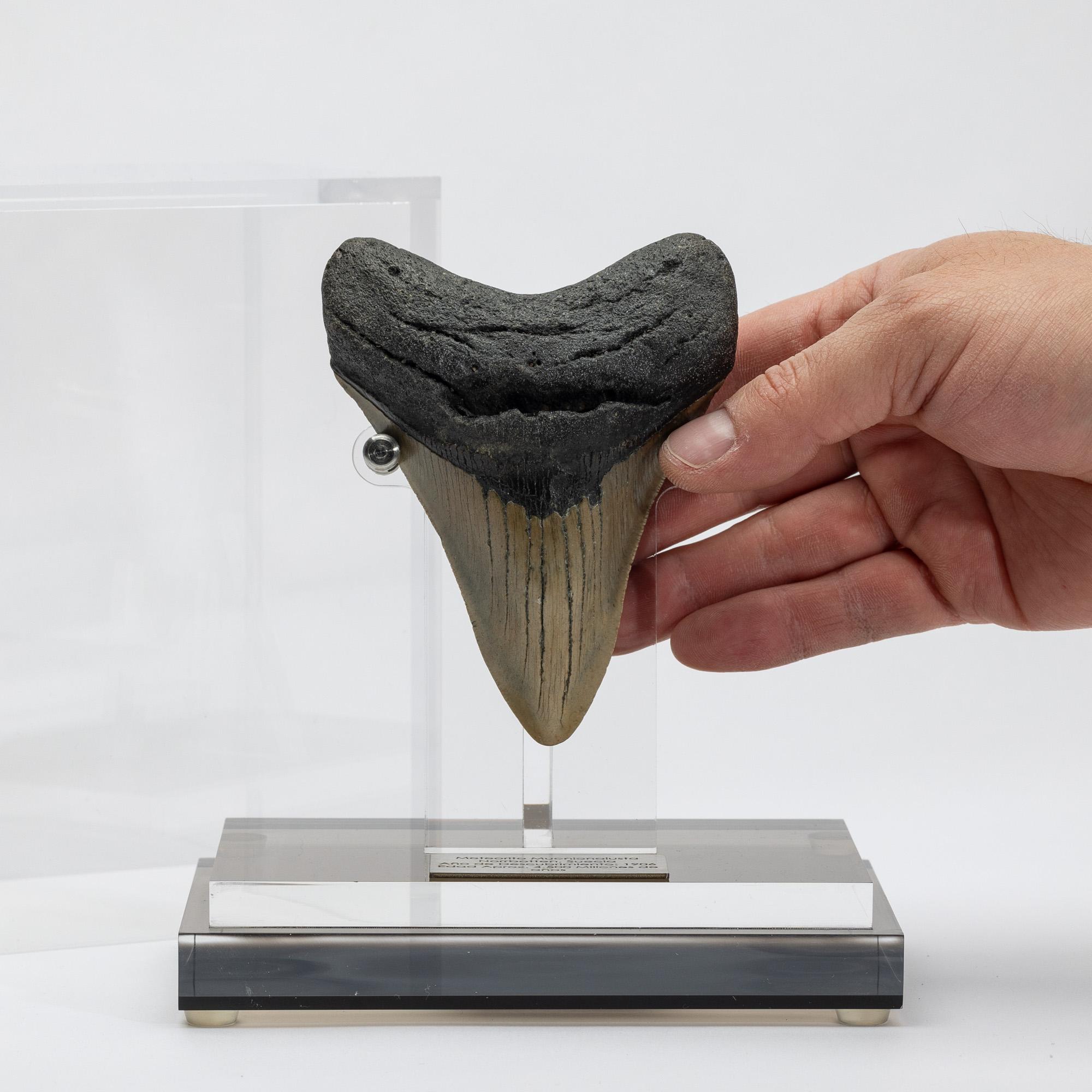 Fossil Megalodon 