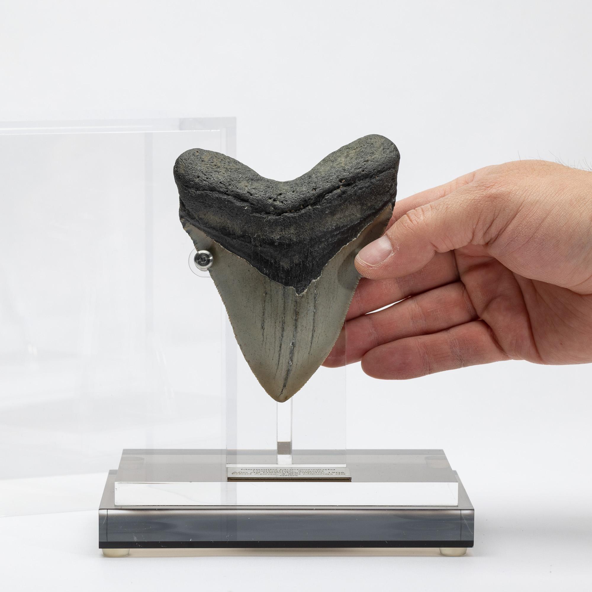 Fossil Megalodon 