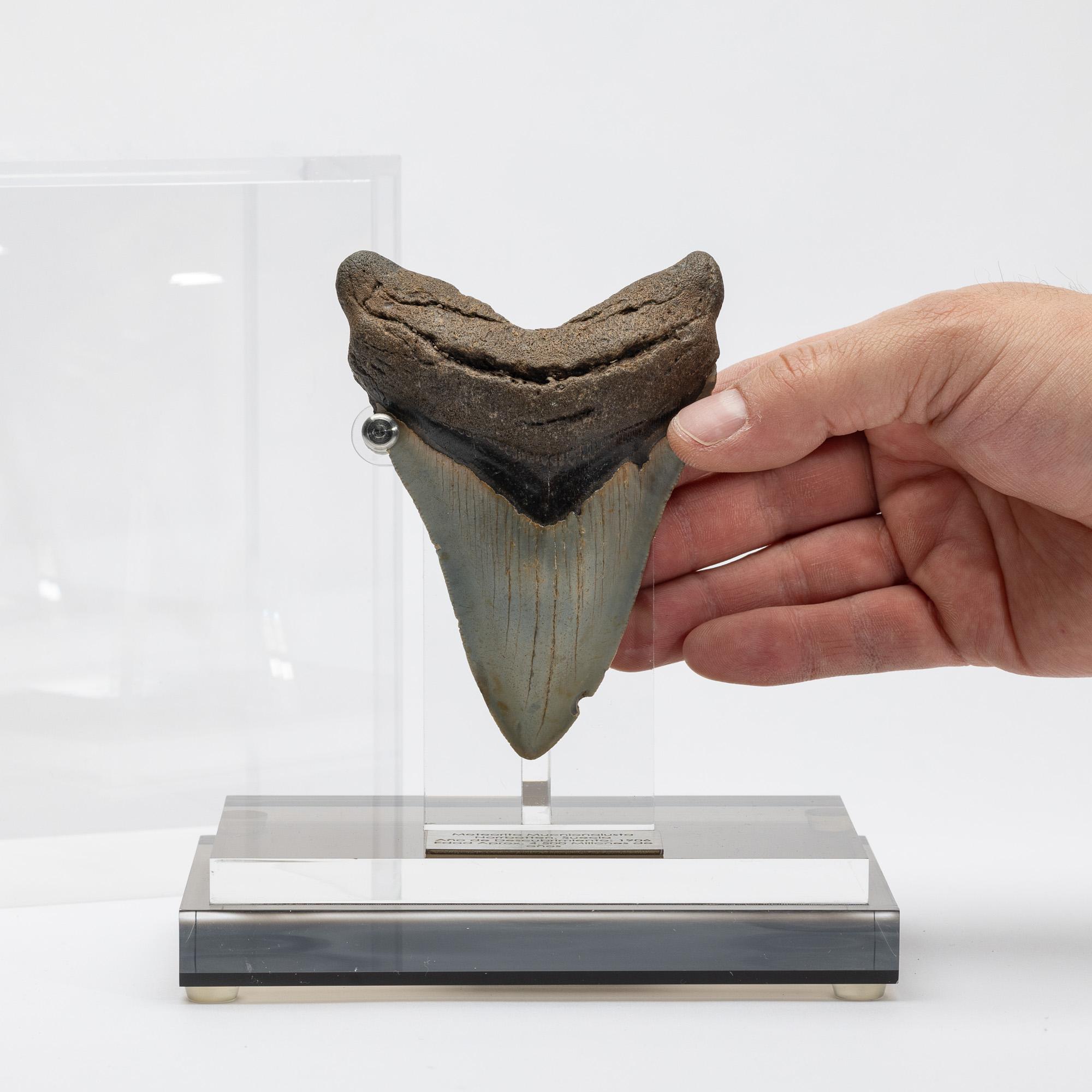 Fossil Megalodon 