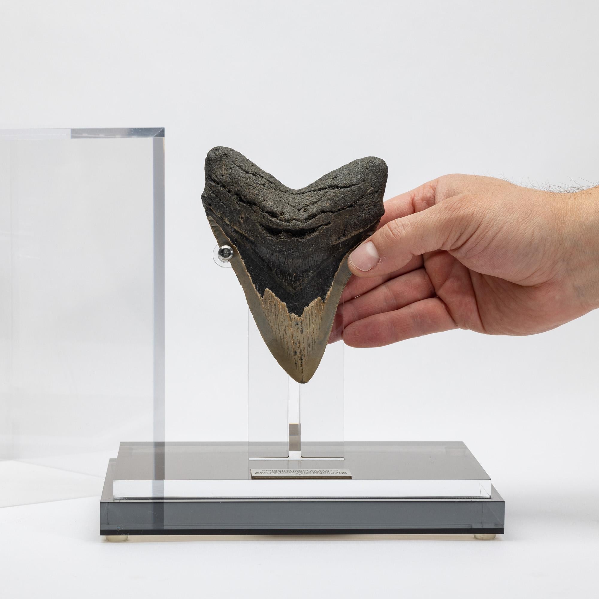 Fossil Megalodon 
