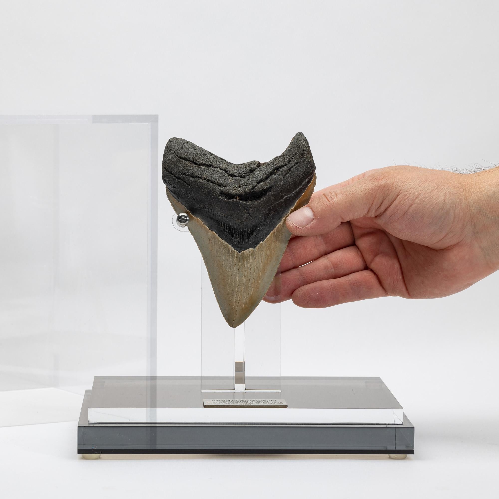 Fossil Megalodon 