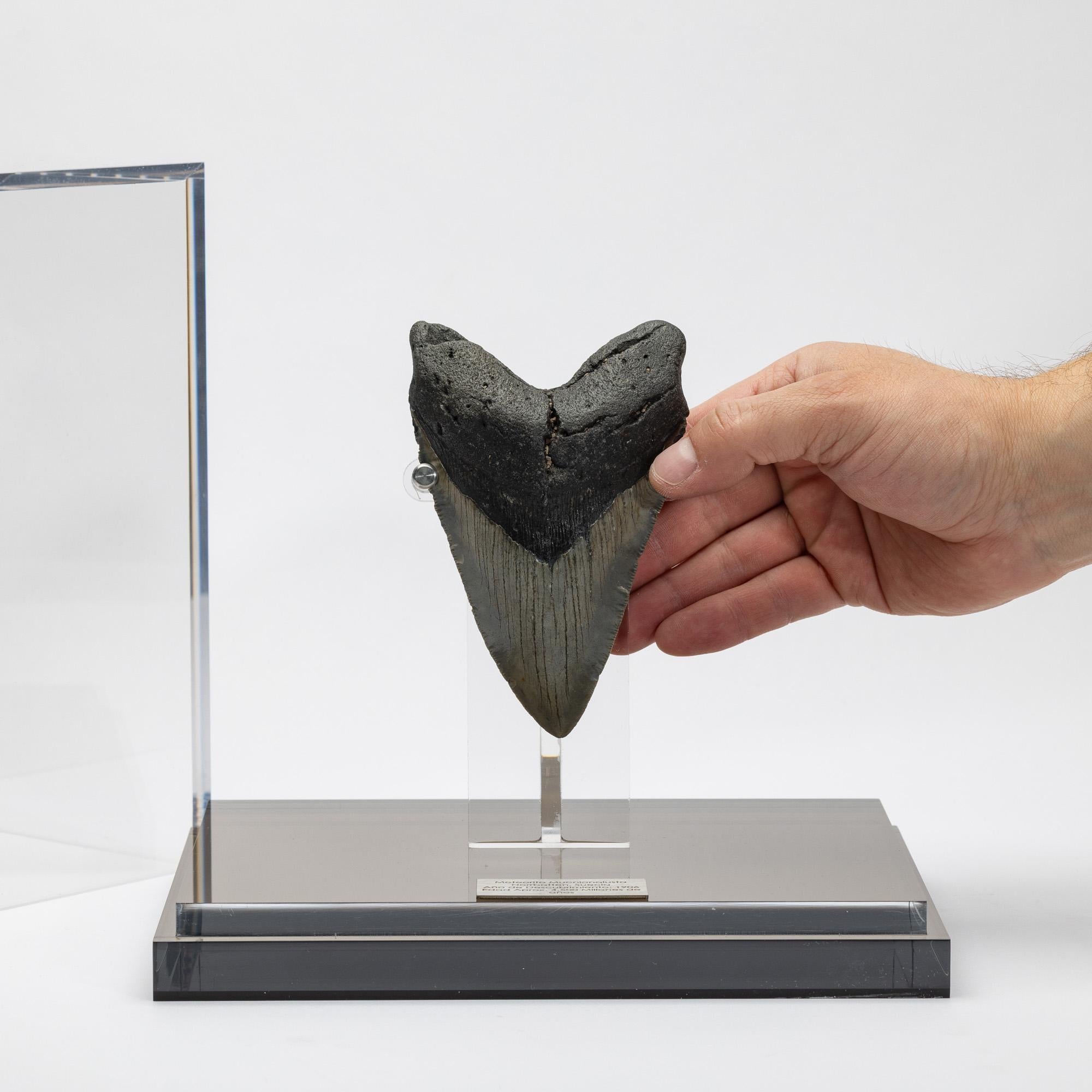 Dente fossile di Megalodon 