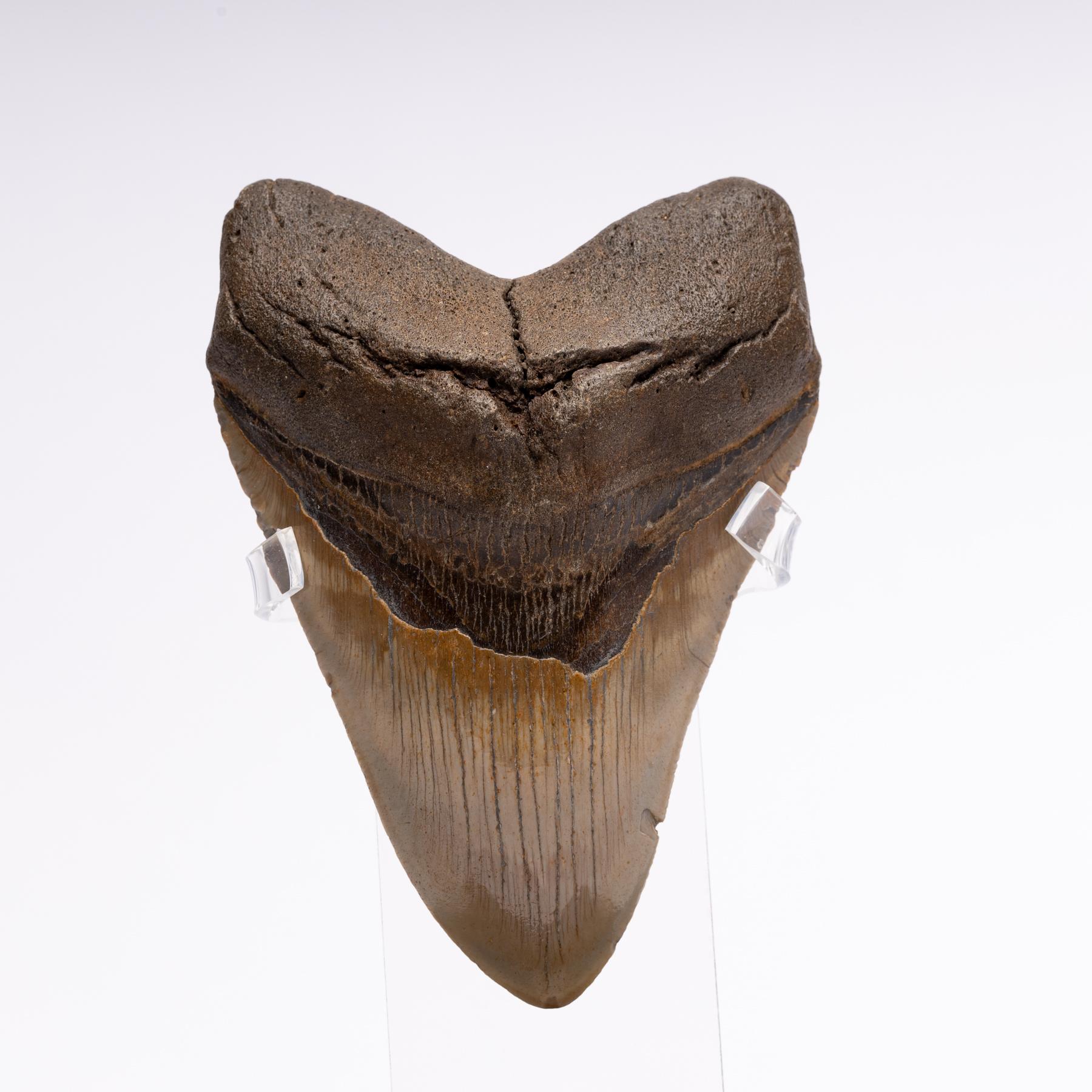 Fossil Megalodon 