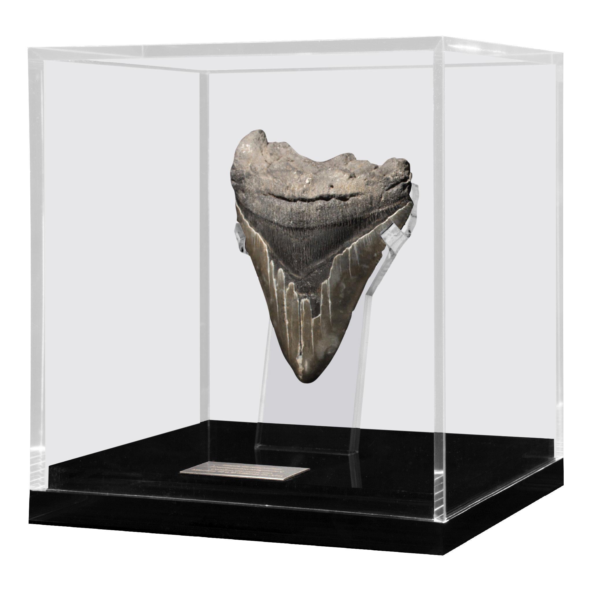 Fossil Megalodon "The Monster Shark" Tooth in Acrylic Custom Box