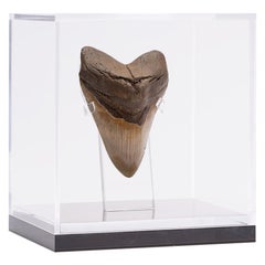 Fossil Megalodon "the Monster Shark" Tooth in Acrylic Custom Box