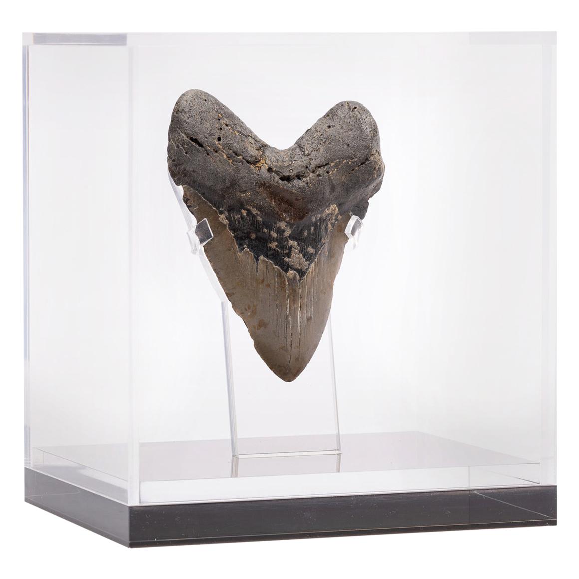 Fossil Megalodon "the Monster Shark" Tooth in Acrylic Custom Box