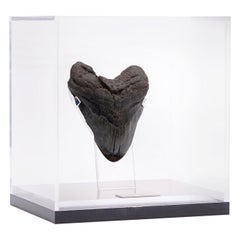 Fossil Megalodon "the Monster Shark" Tooth in Acrylic Custom Box